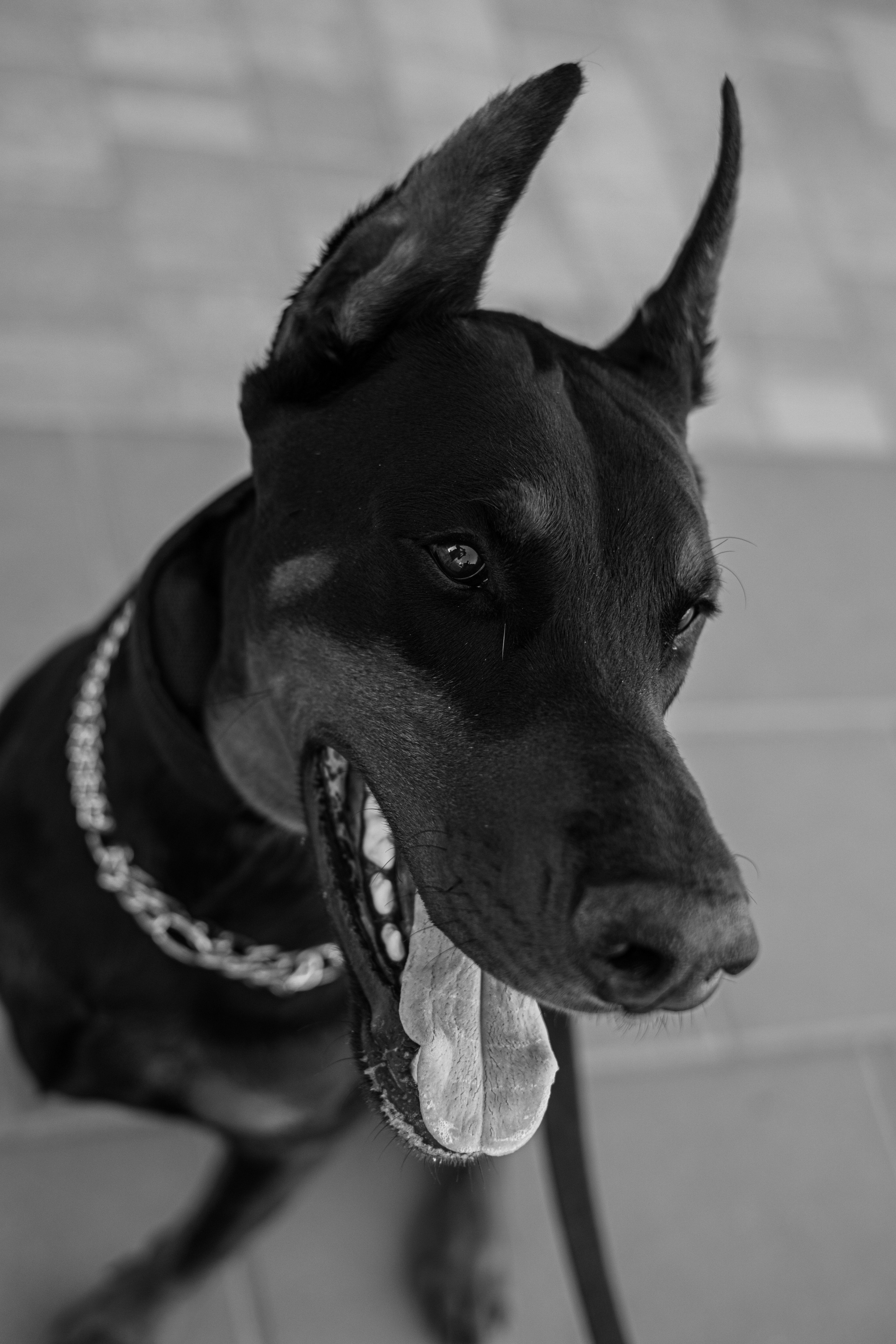 Фотосессия с Доберманом. Профессиональная фотосъемка в Крыму. Натуральные эмоции и живые кадры. Забронируйте дату прямо сейчас!