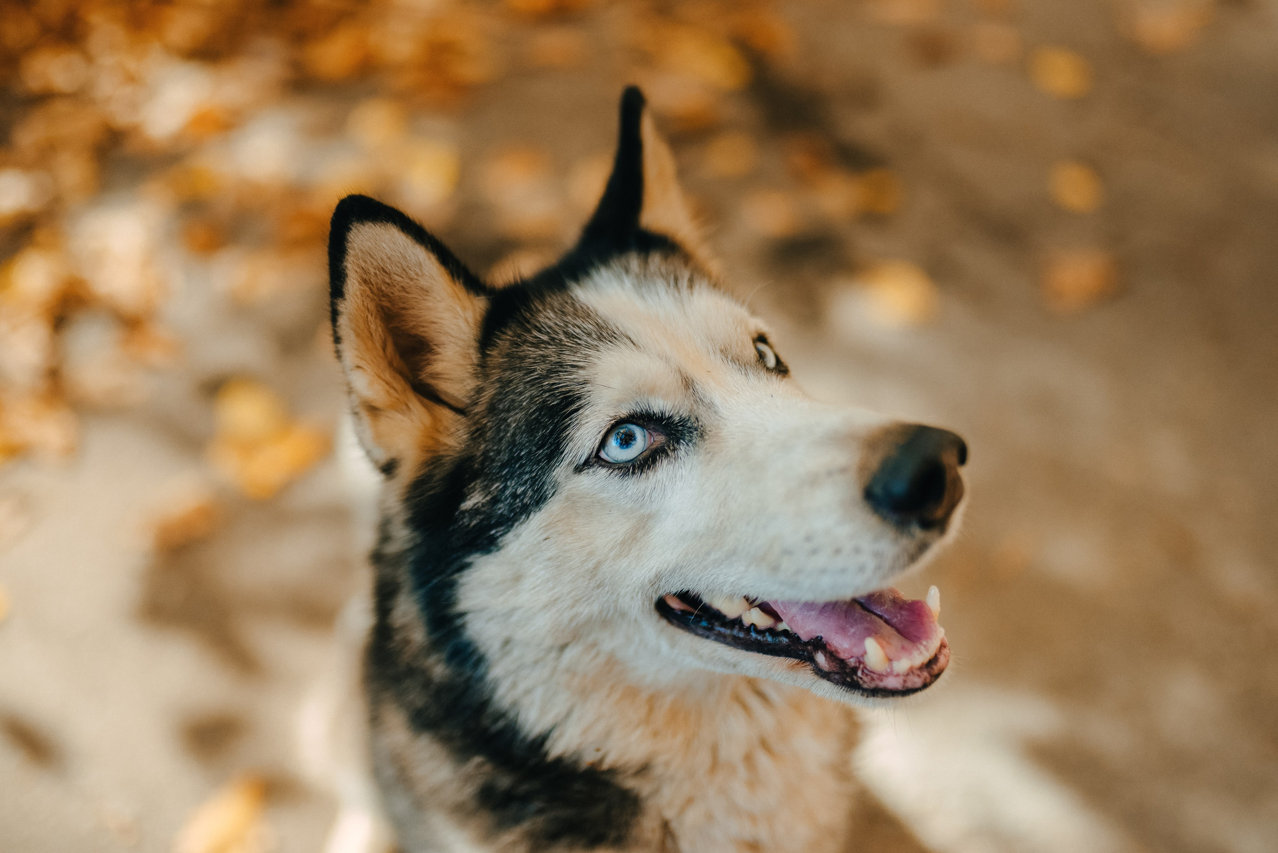 ТЕПЛАЯ ОСЕНЬ. Шашкова Вероника / Свадебный и семейный фотограф Москва и Ярославль