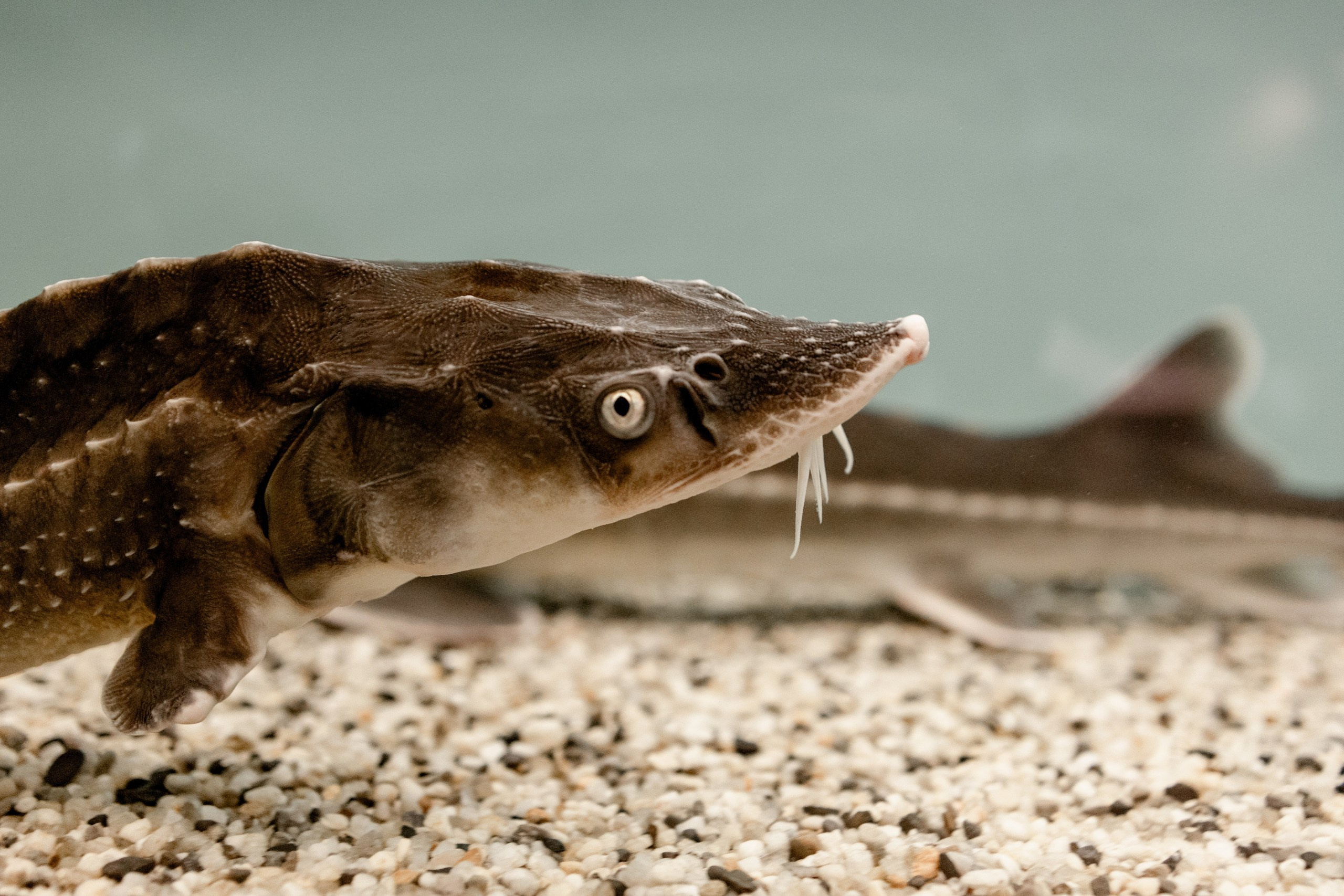 Устричный ужин в St.Tropez. Свадебный фотограф ростов-на-Дону / Сочи / Москва