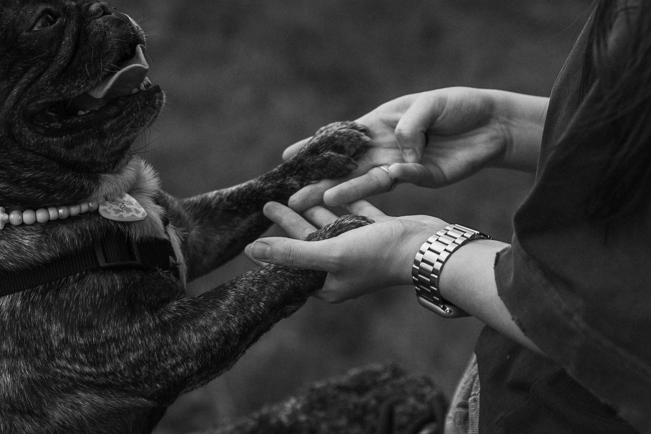 Олеся и Луи. Фотограф — Анималист | Санкт-Петербург