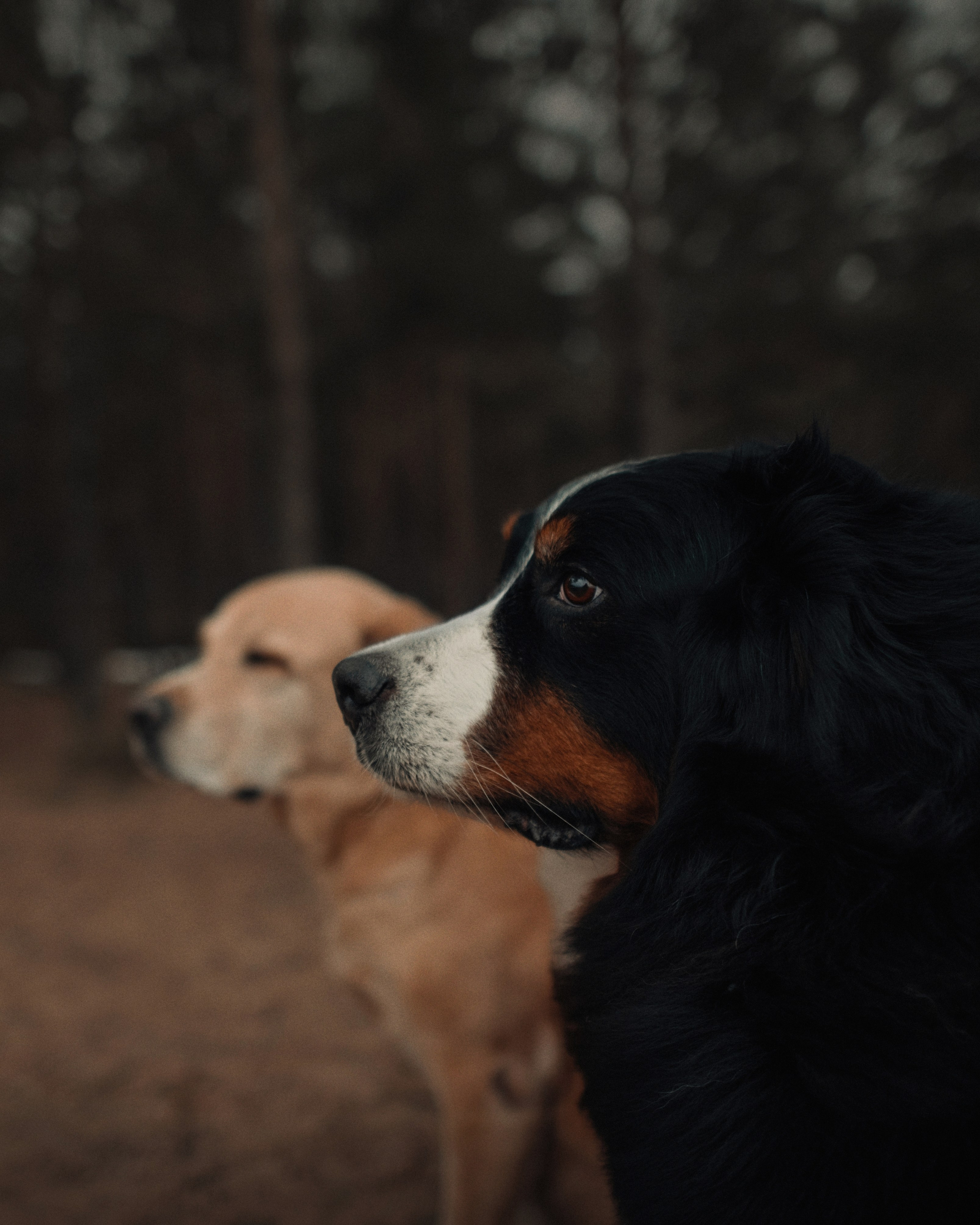 Прогулка: берн Пума, Фрэнк и Юля в Питере. Портфолио