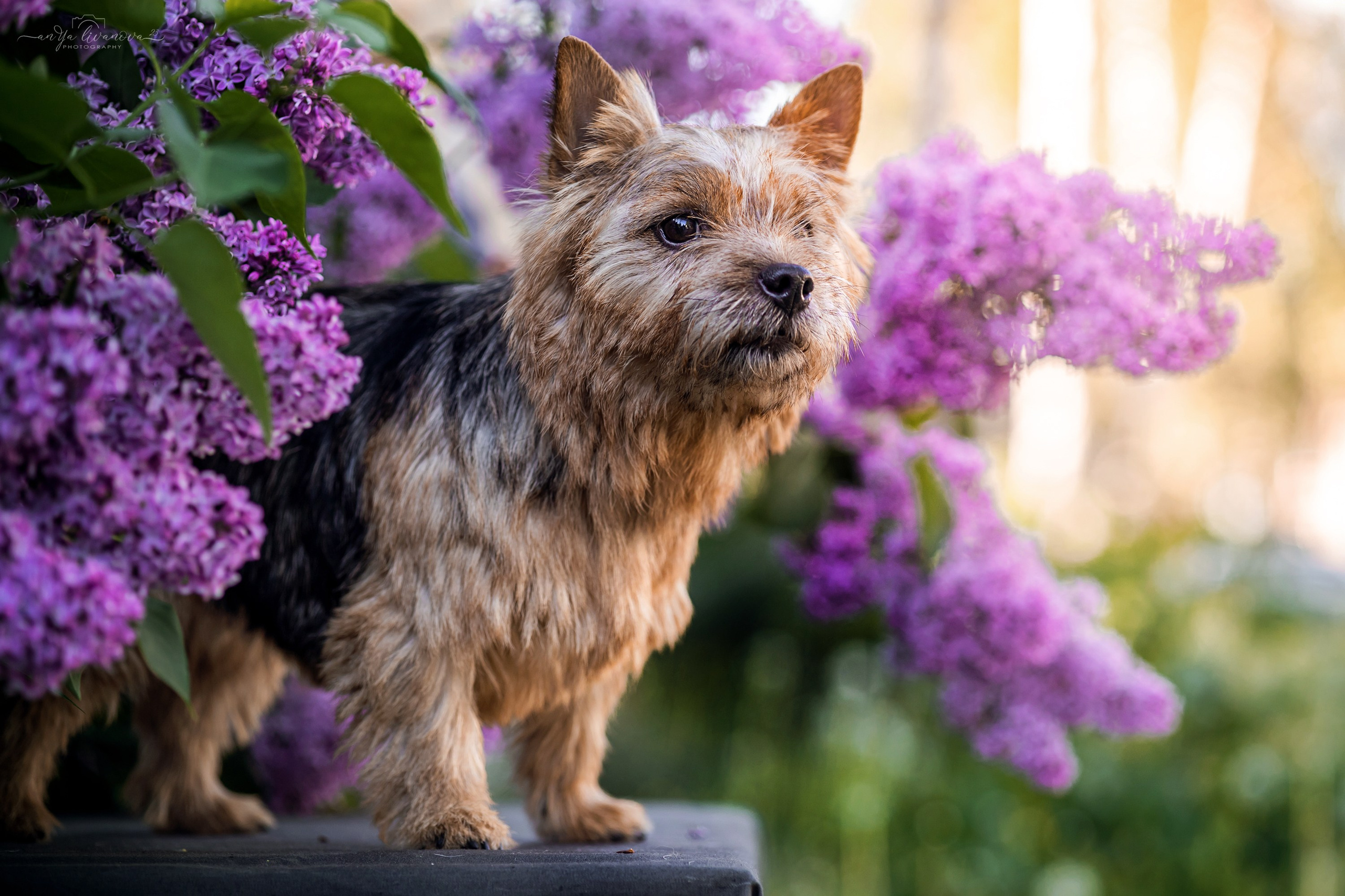 Сирень. Фотограф анималист Аня Ливанова | Рыбинск