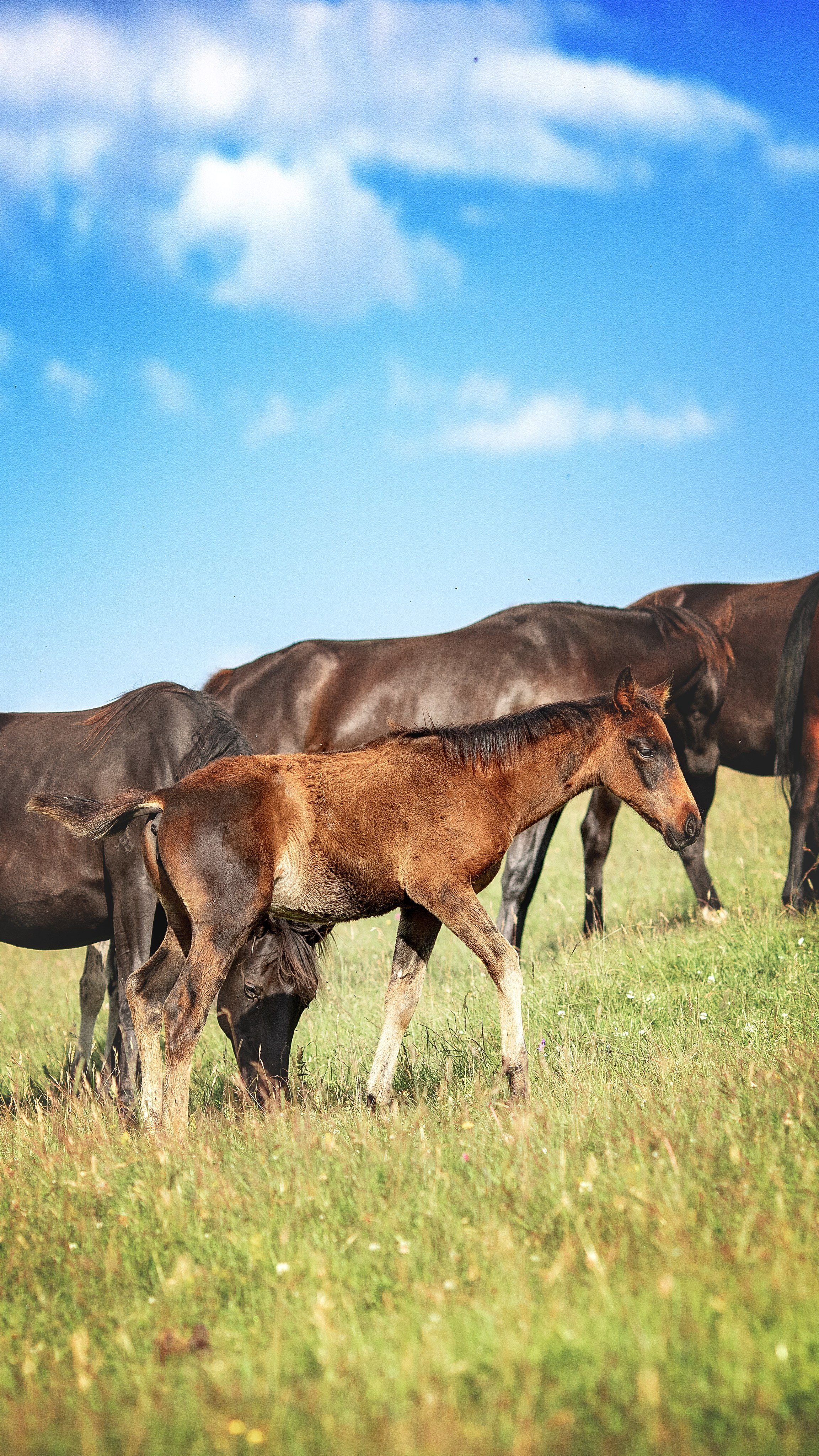 Карачаево-Черкесия '23. BrisArts