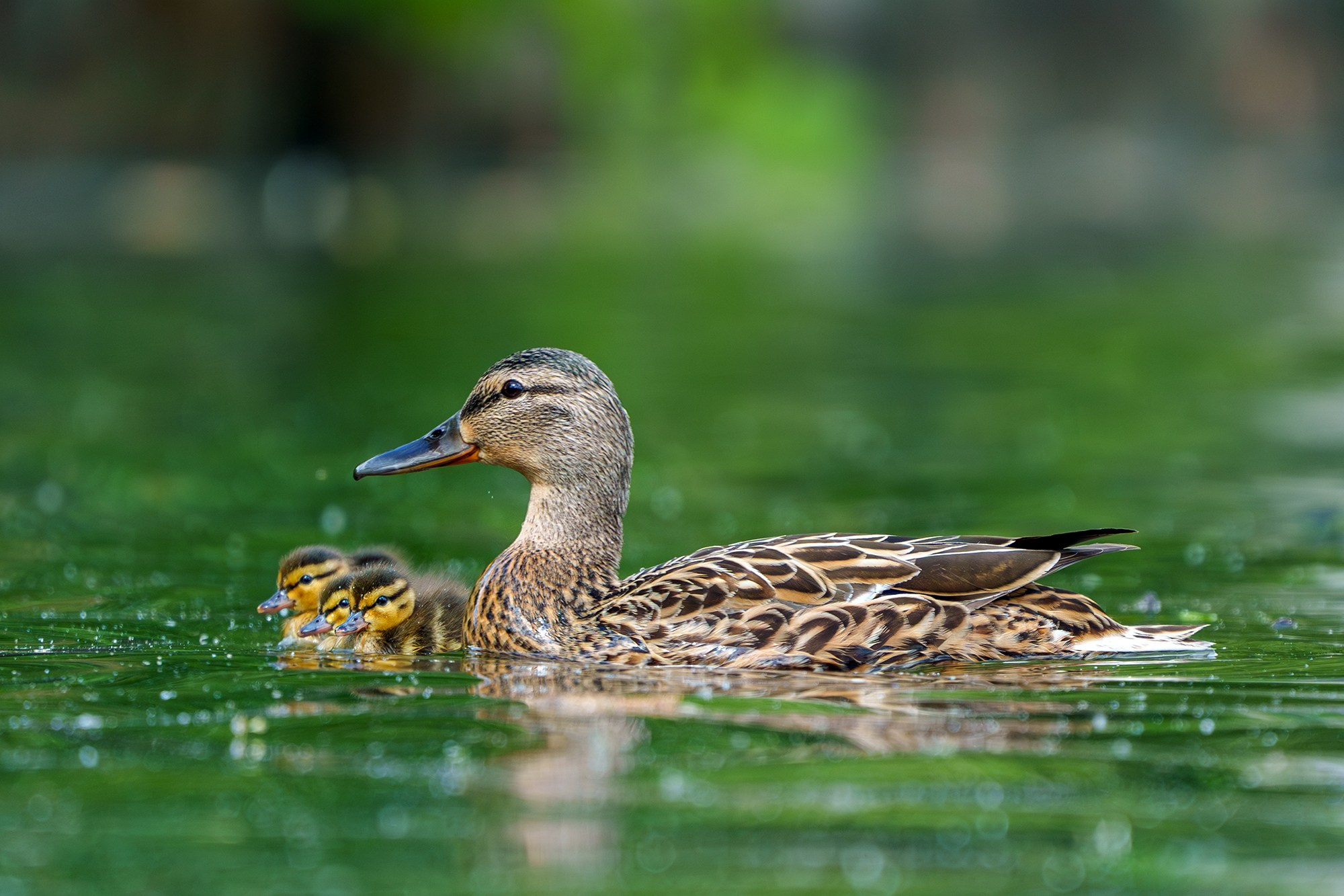 Удивительные мир птиц. Вокруг нас столько прекрасного — присмотритесь!. Ваш личный фотограф Марина Волкова