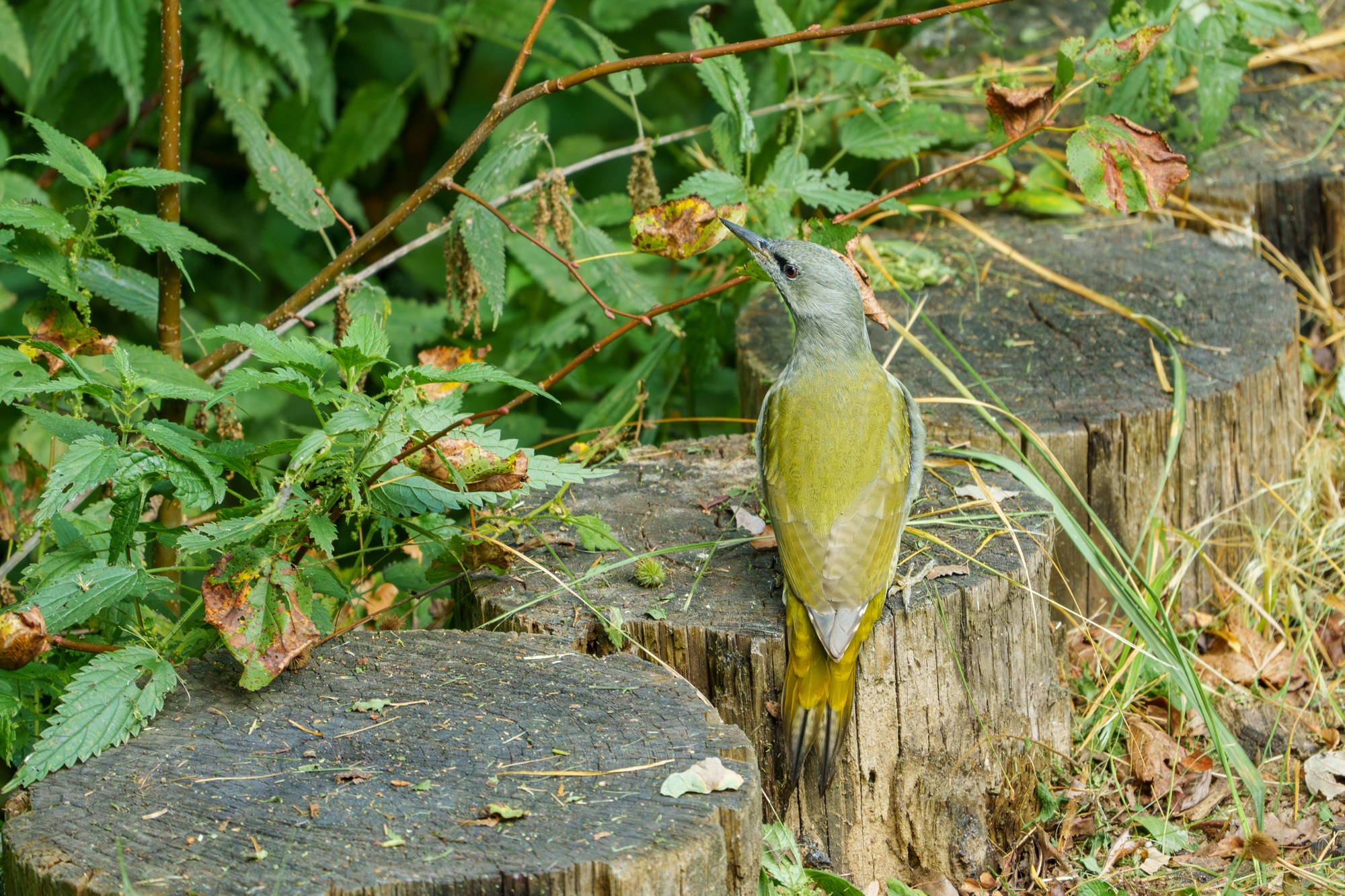 Удивительные мир птиц. Вокруг нас столько прекрасного — присмотритесь!. Ваш личный фотограф Марина Волкова