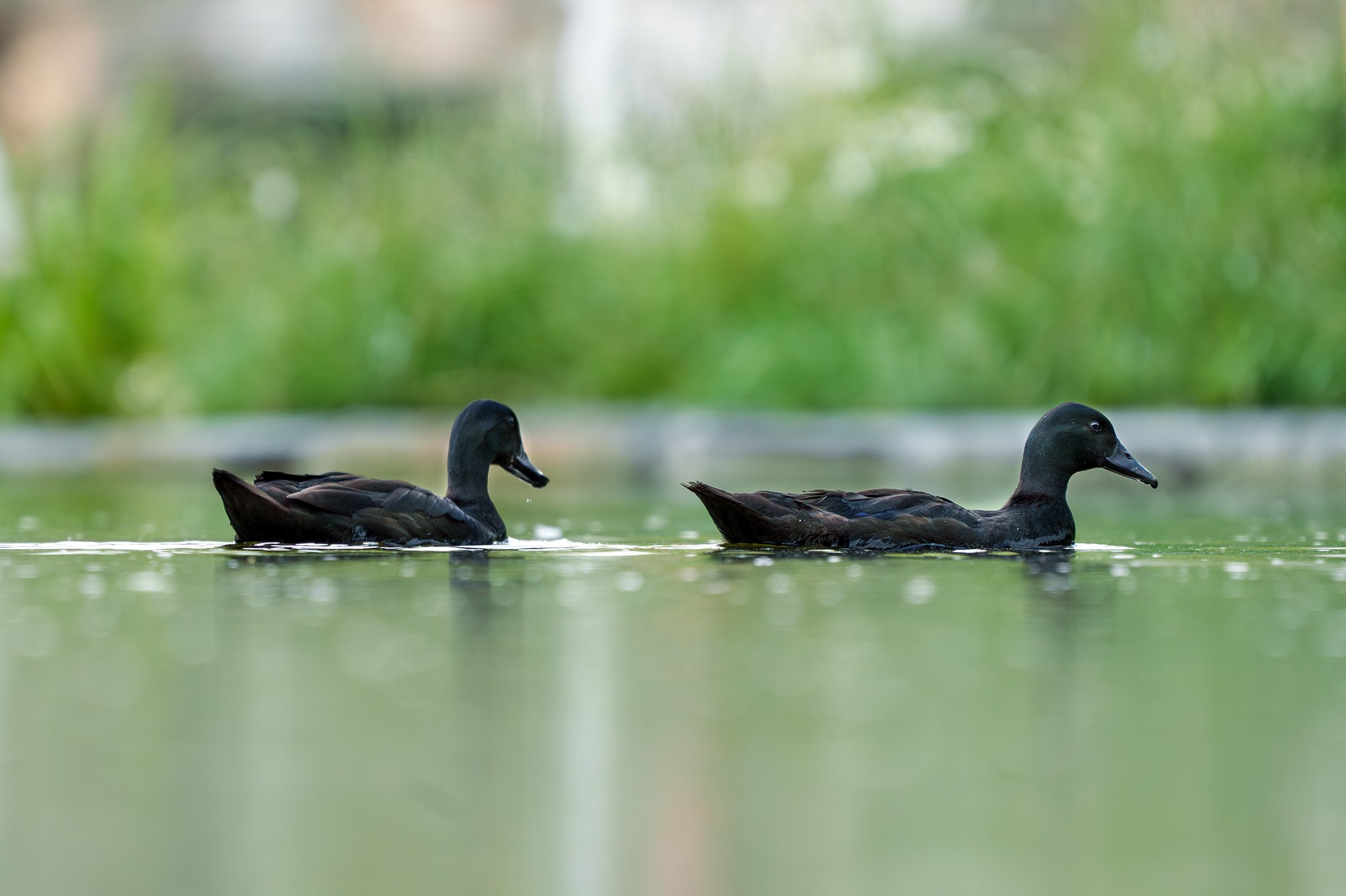Удивительные мир птиц. Вокруг нас столько прекрасного — присмотритесь!. Ваш личный фотограф Марина Волкова