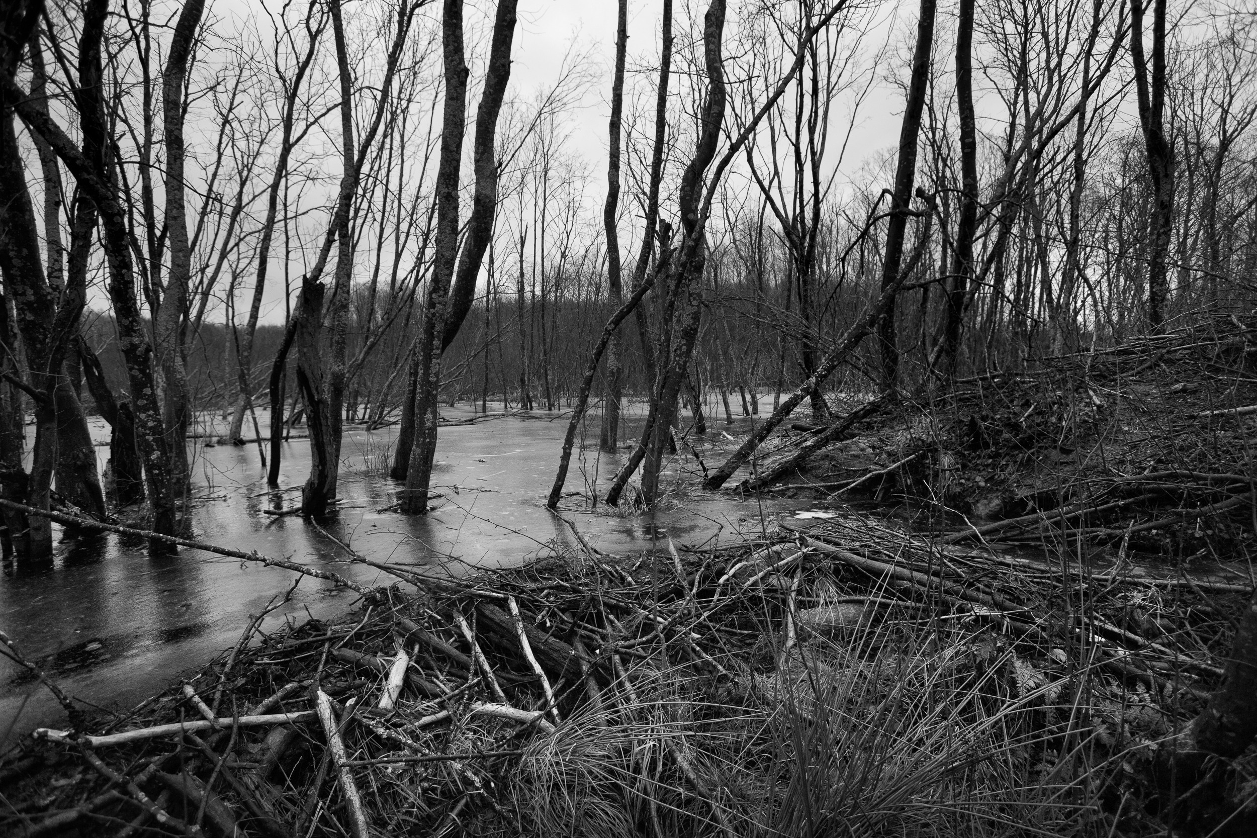 На рыбалку, пока лед не стал - не сходишь, в лесу тоже делать особо нечего:  грибы, ягоды, травы – это летом, в начале осени. Если только просто прогуляться, со «скотинкой» пообщаться, Евсея навестить... Фото: Корчагина Татьяна