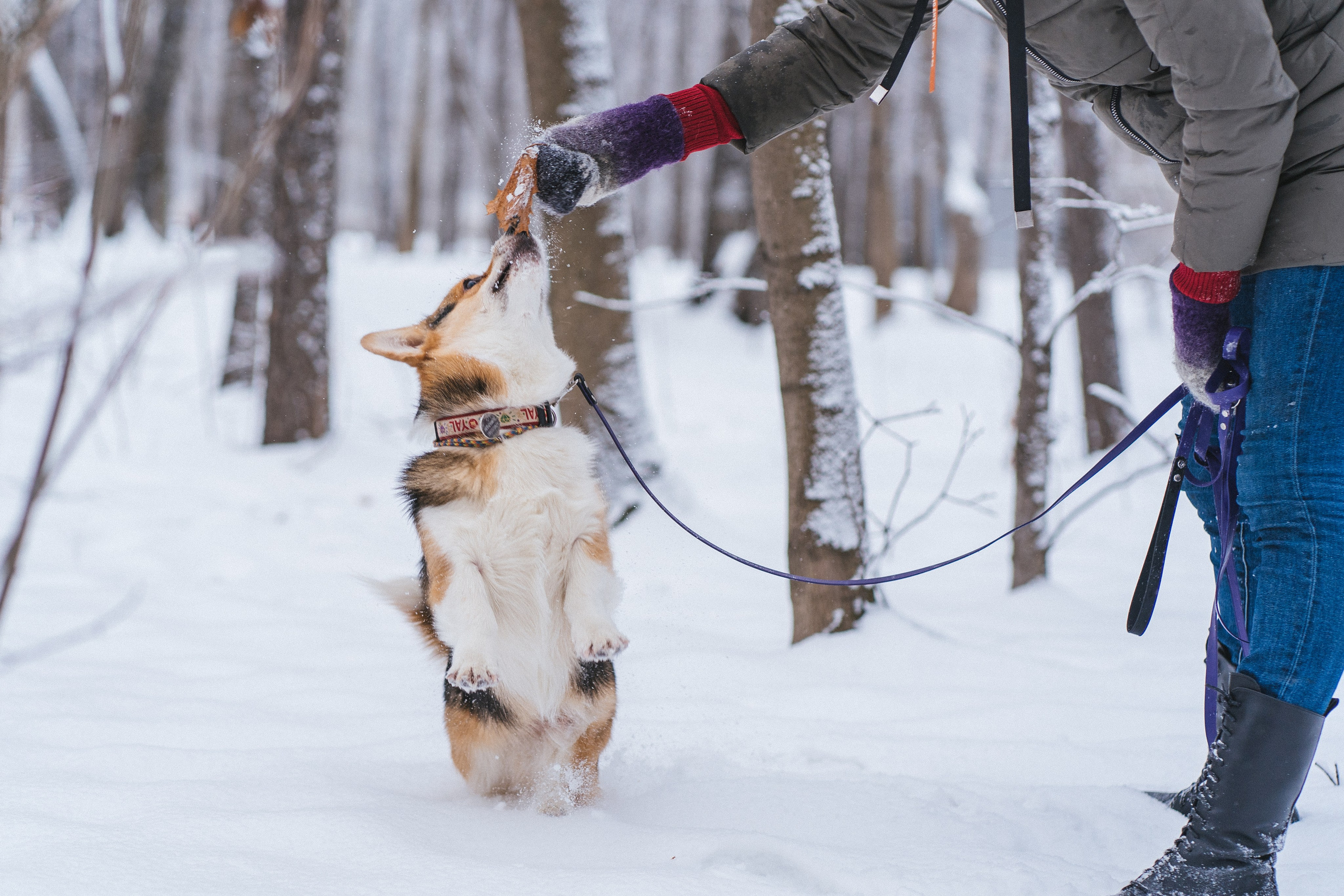 Каспер и Полина. Свадебный фотограф в Москве Анна Полушина