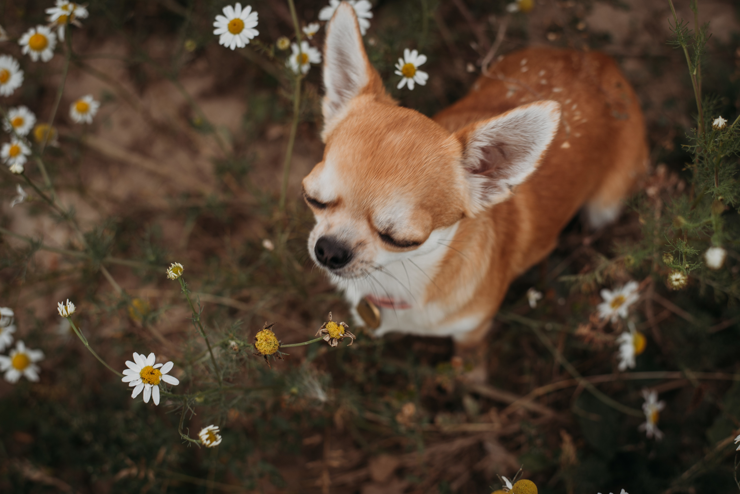 ФОТО ПРОГУЛКА. Семейный и женский фотограф в Москве Доминова Елена