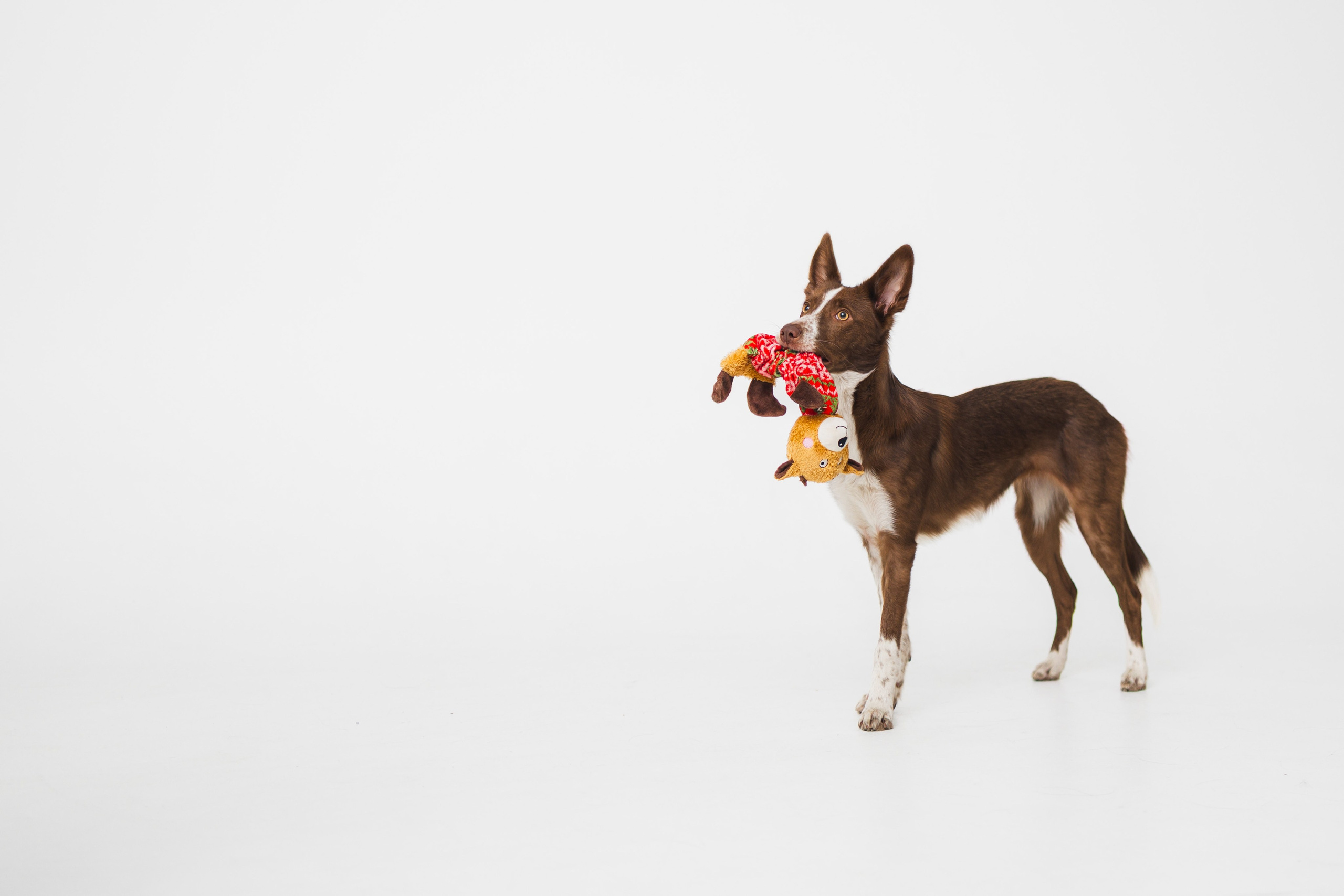 Воркшоп по импульсному свету