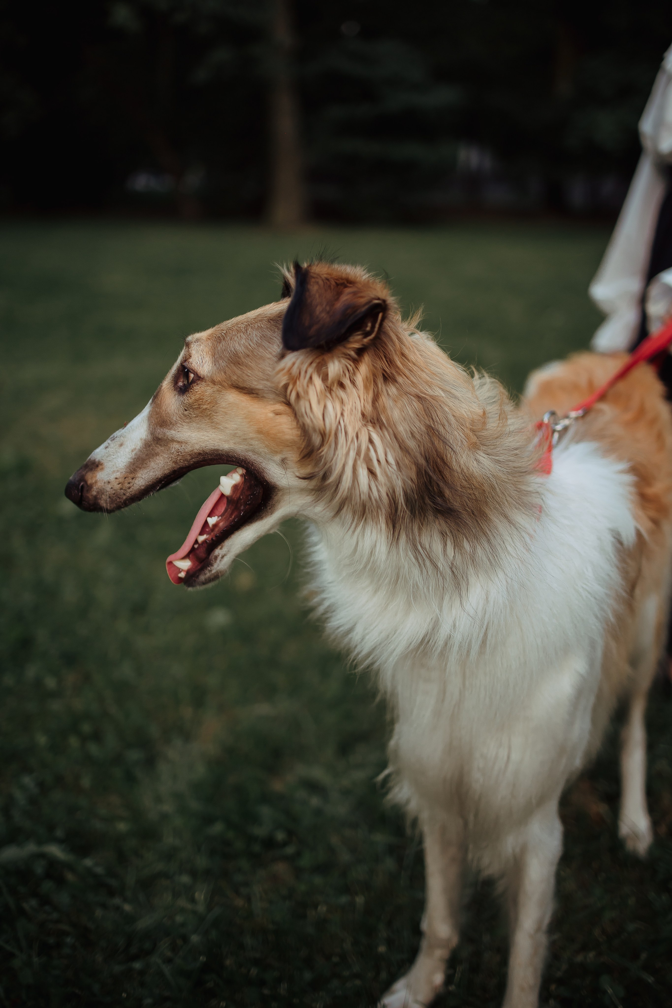 Тима & Киса. Семейный и Свадебный фотограф в Санкт-Петербурге Плохая Екатерина