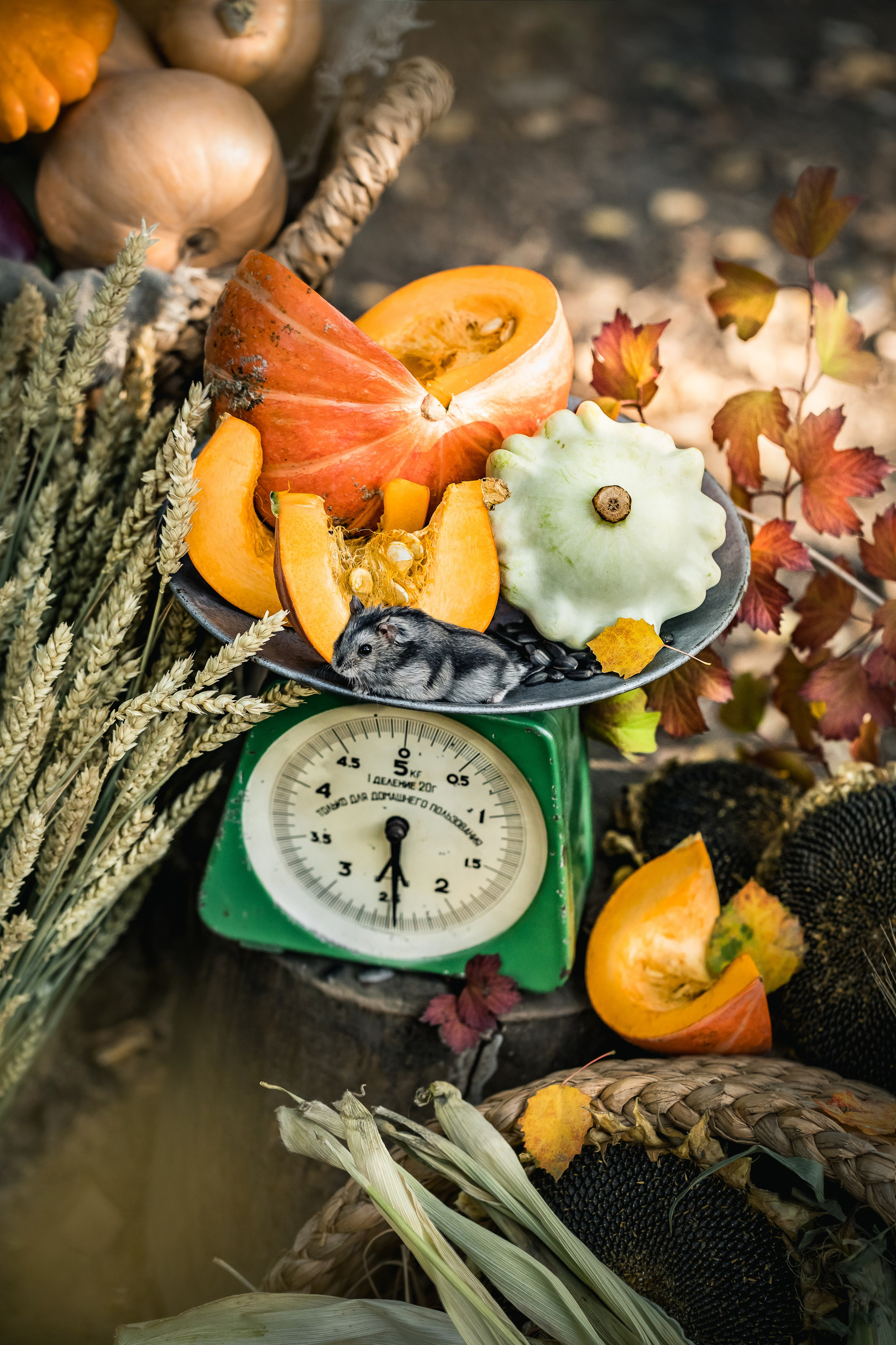 Pumpkins stillife & Halloween. Foodie Stories (гастрономические истории) рекламная фуд-фотосъёмка, Москва