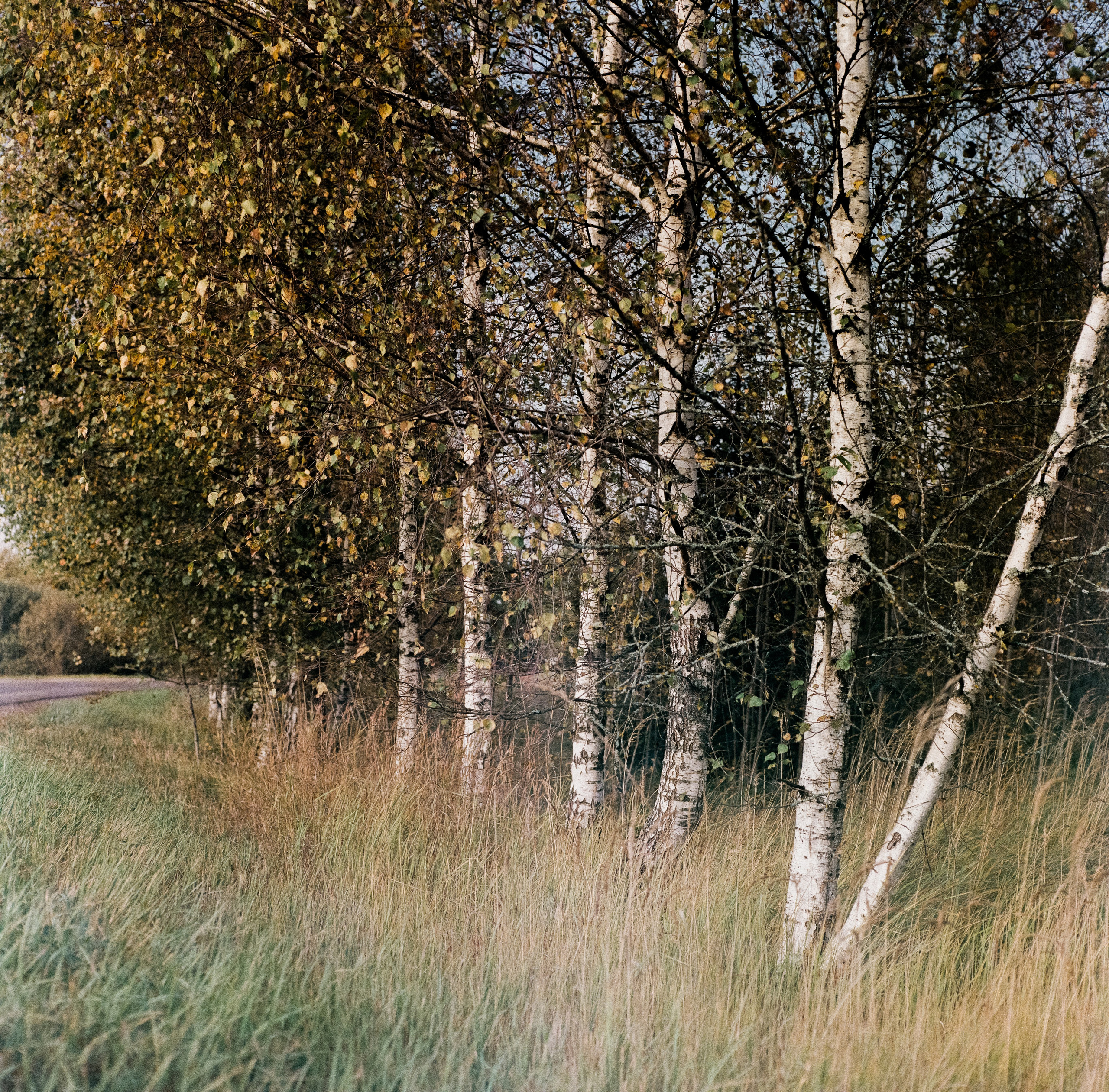 Kowa Six с объективом Kowa 85 mm f/2.8 / Fujicolor Super HR 100