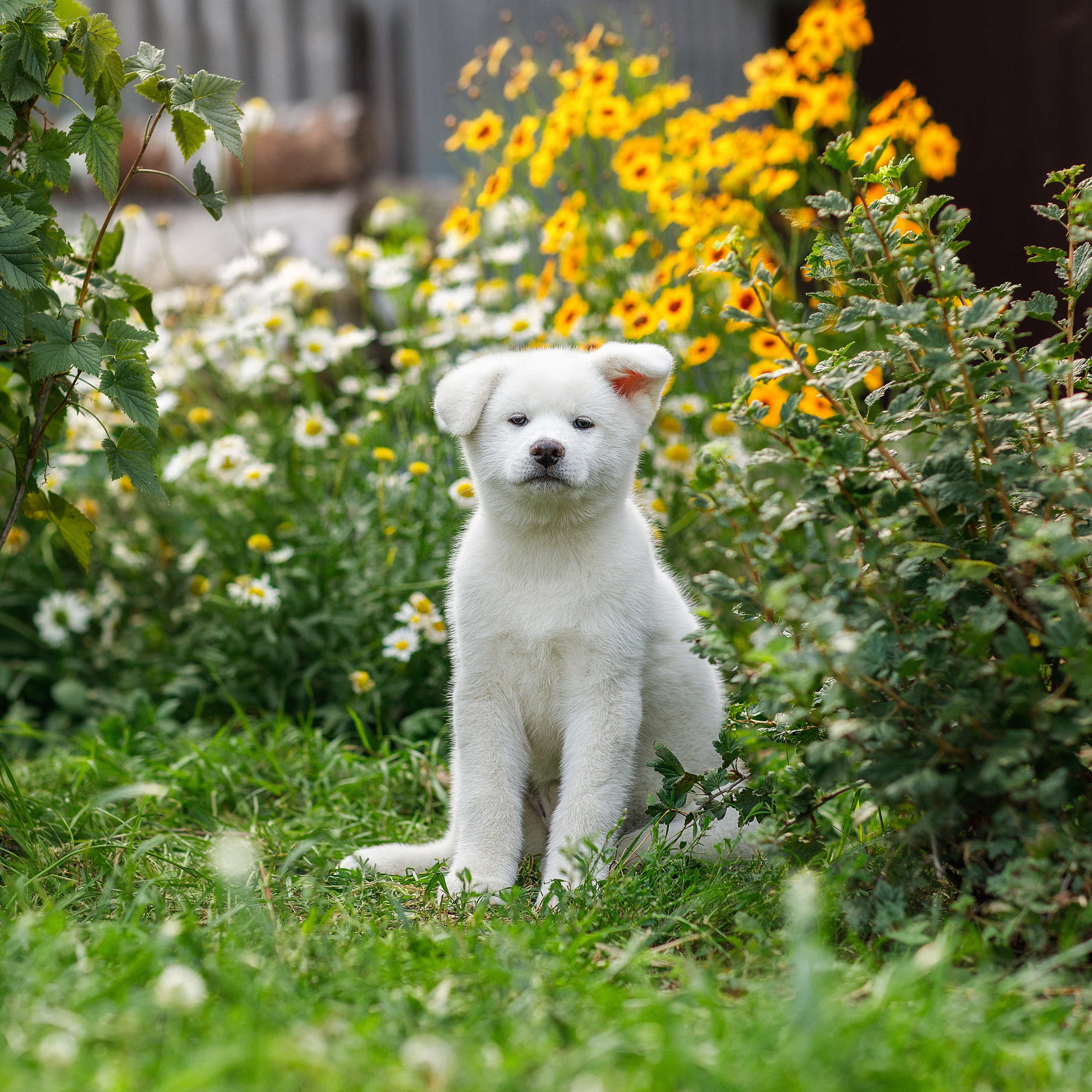 Фотосессия щенков. Фотограф для Вашей собаки