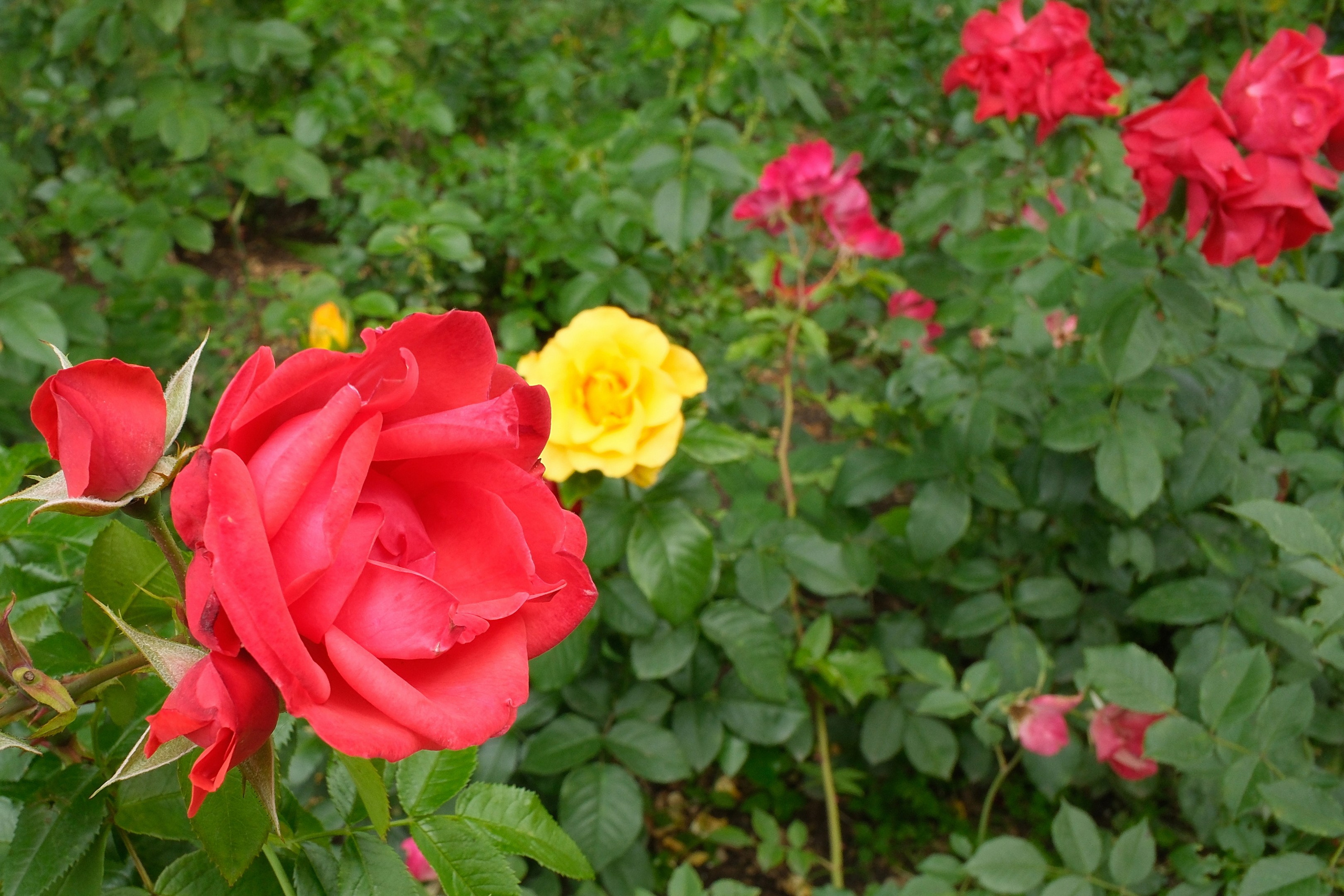 В Коломенском 07.07.2025. Улица, люди, жизнь…