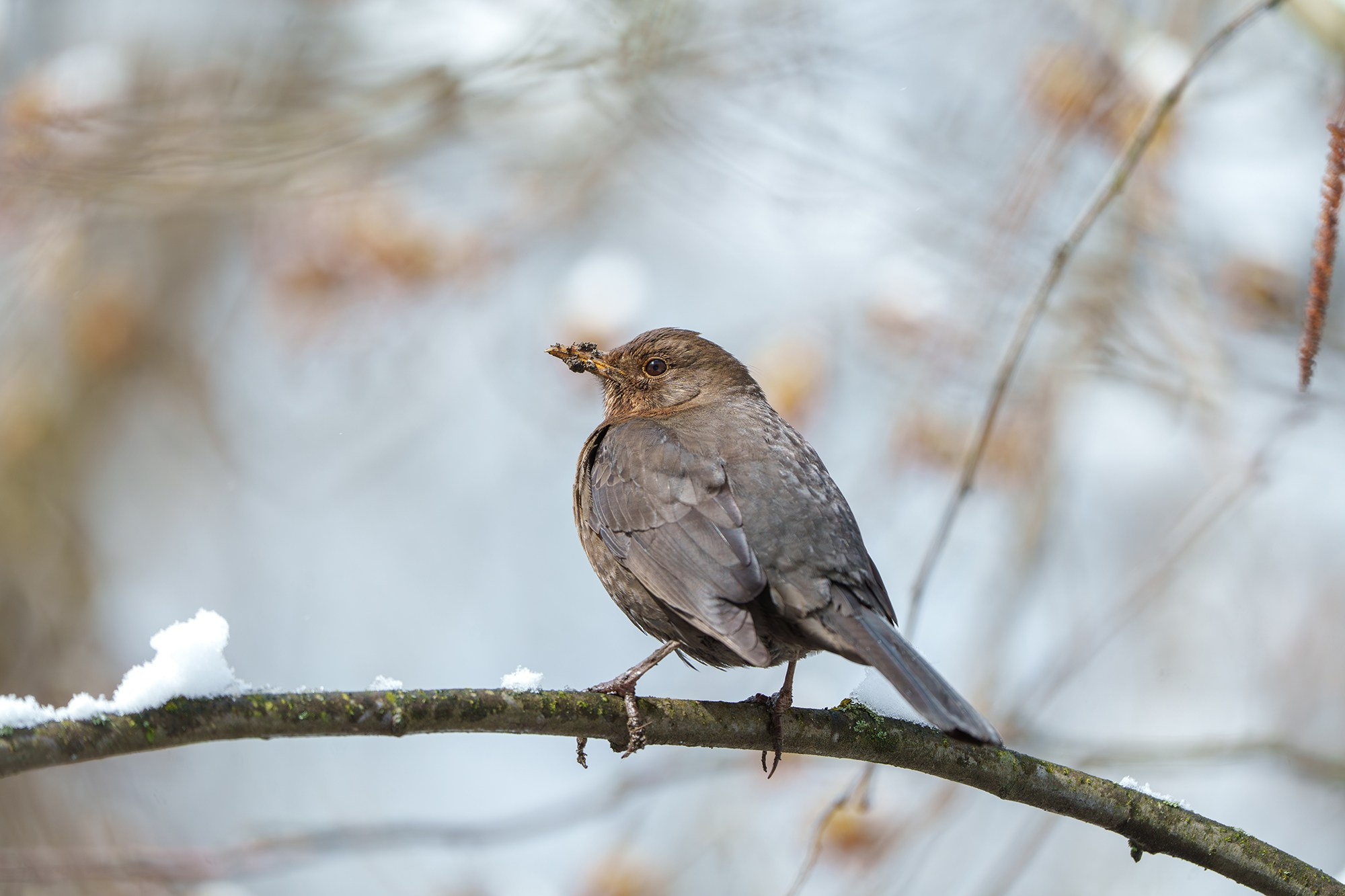 Удивительные мир птиц. Вокруг нас столько прекрасного — присмотритесь!. Ваш личный фотограф Марина Волкова