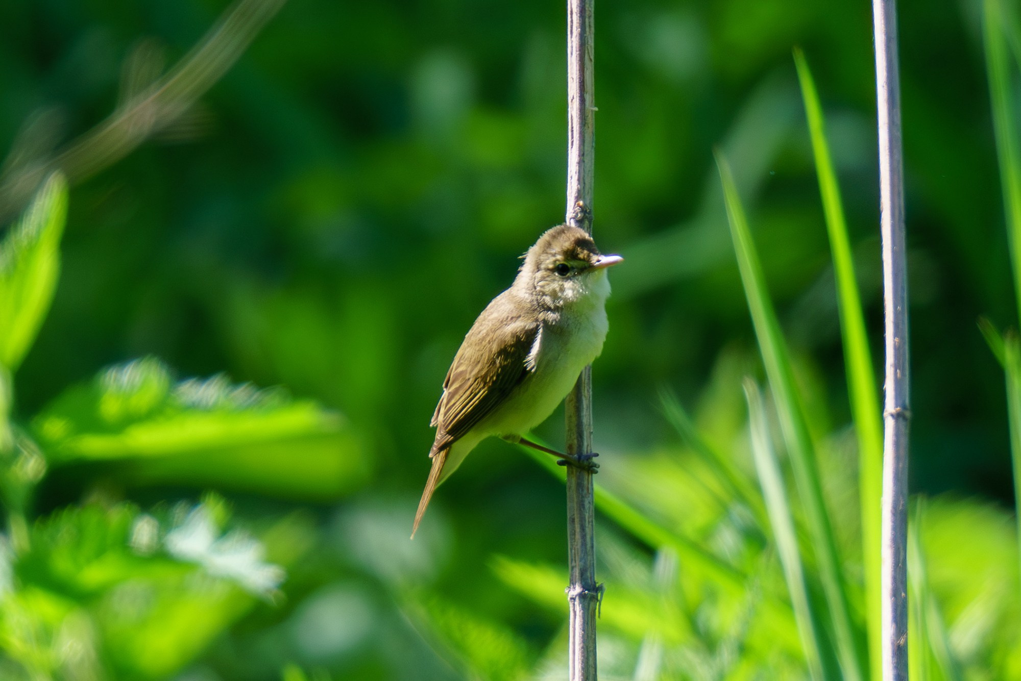 Удивительные мир птиц. Вокруг нас столько прекрасного — присмотритесь!. Ваш личный фотограф Марина Волкова
