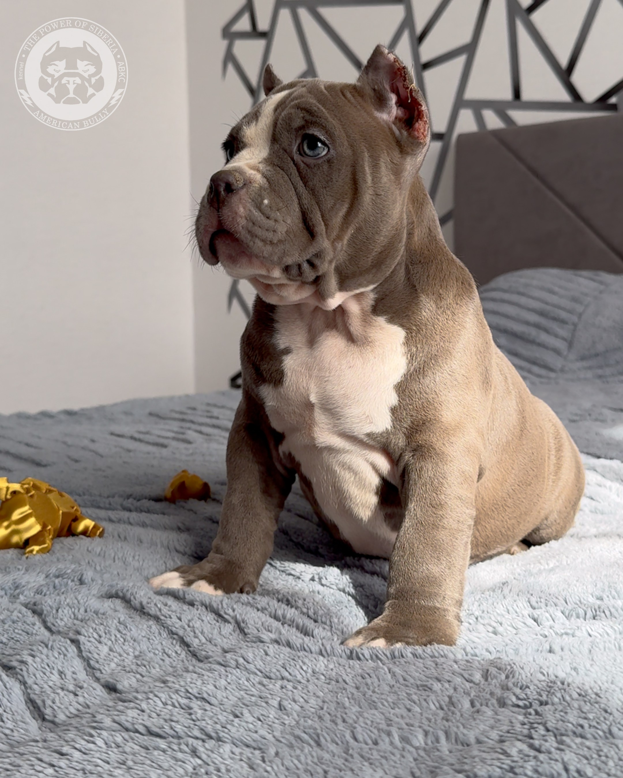 29.12.25-Терри-Локо. Американский Булли в г. Ростов-на-Дону. Питомник THE POWER OF SIBERIA