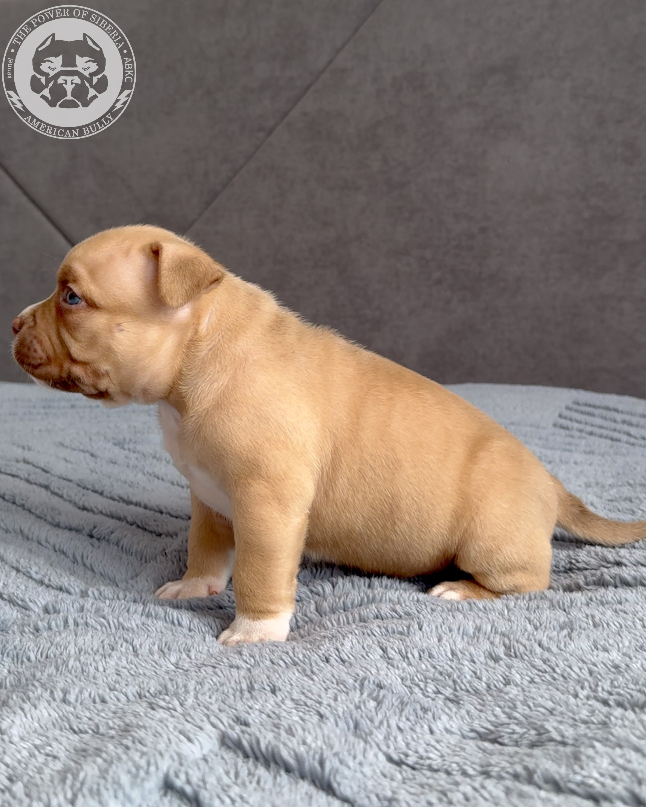 Свободные щенки Американский Булли, в типах покет, классик, стандарт. Американский Булли в г. Ростов-на-Дону. Питомник THE POWER OF SIBERIA