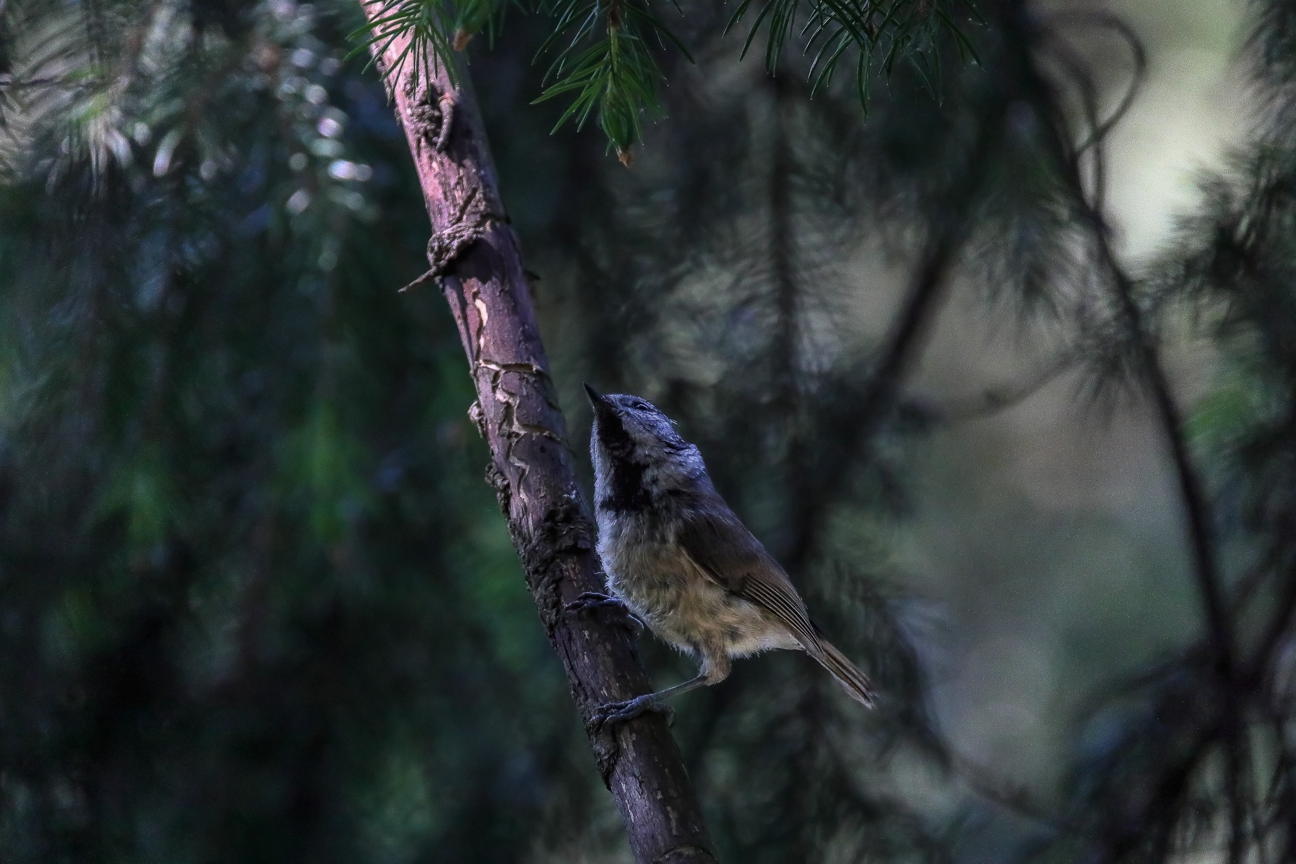 Хохлатая синица гренадерка