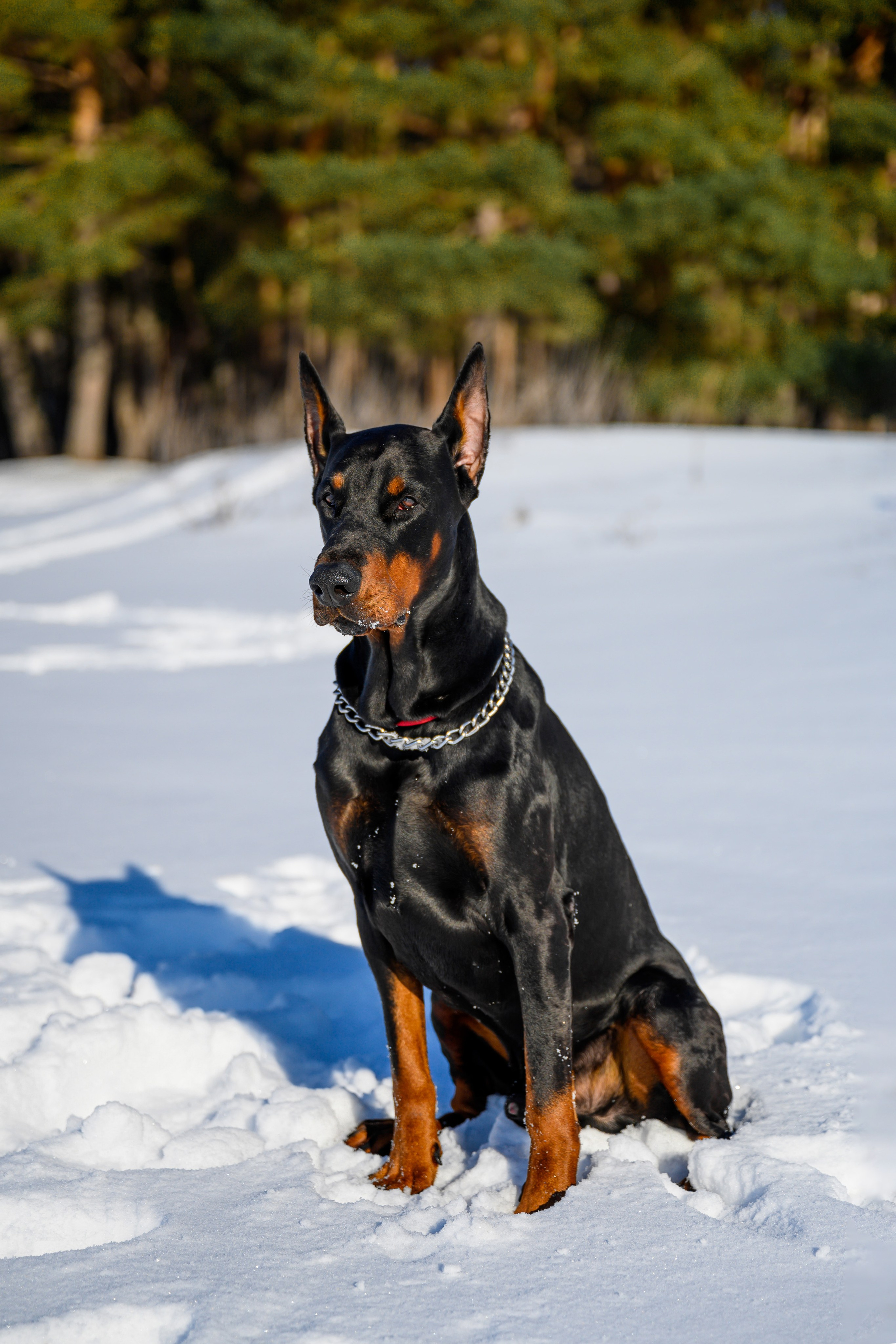 Доберман Рэн. Bazarkom-photo.ru Фотограф Виктор Оськин в Старом Осколе