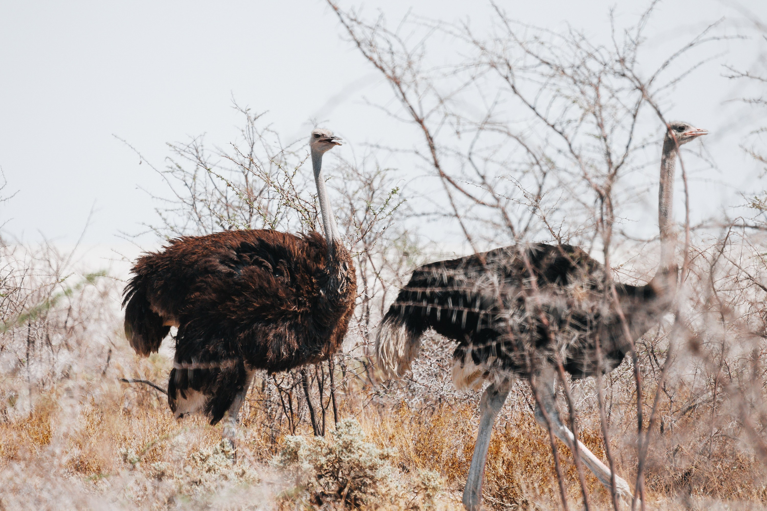 НАМИБИЯ. Роадтрип