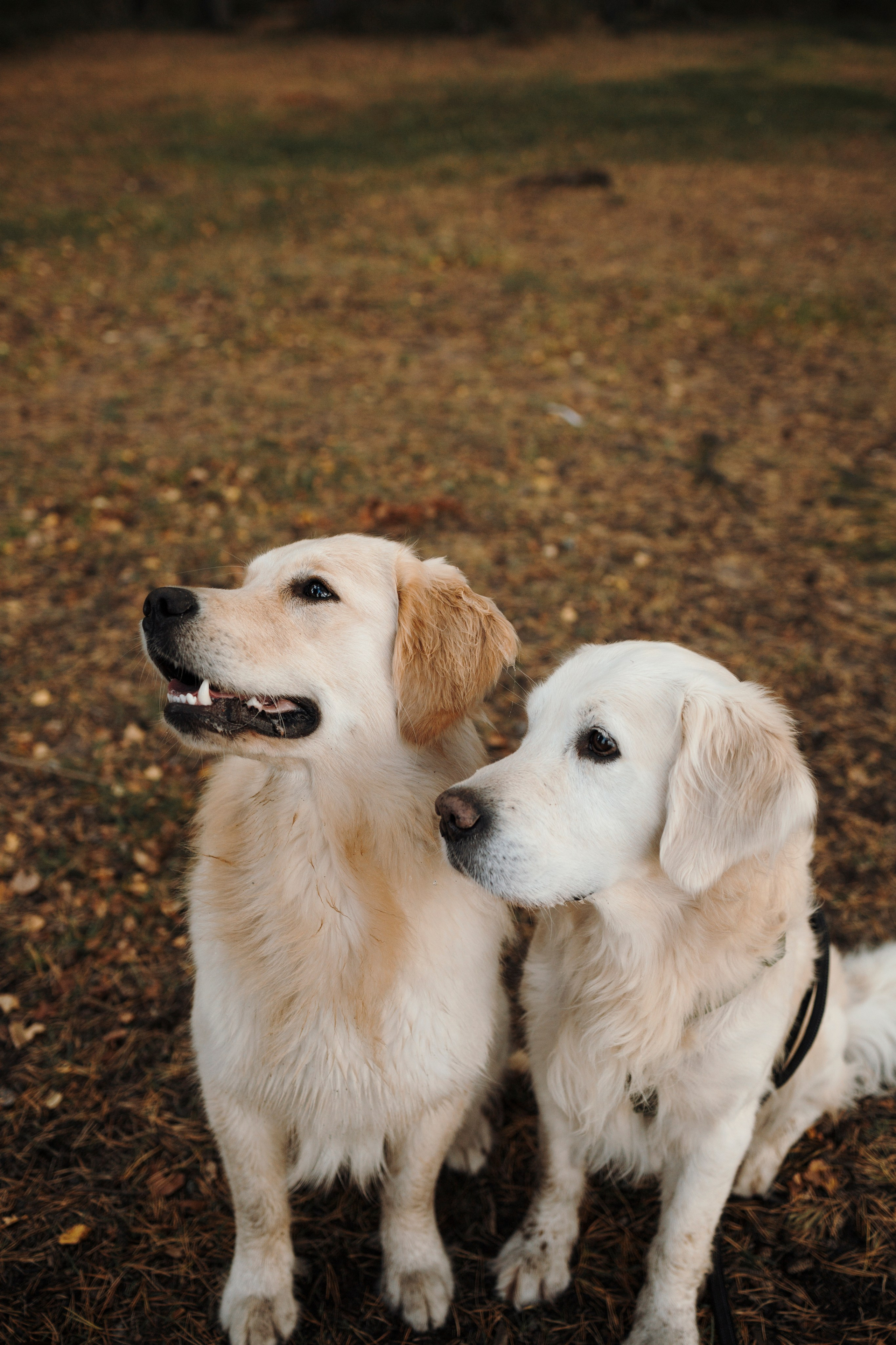 Прогулка Насти с Арчи и Арагоном. Фотограф-анималист в Санкт-Петеребурге Титова Алиса
