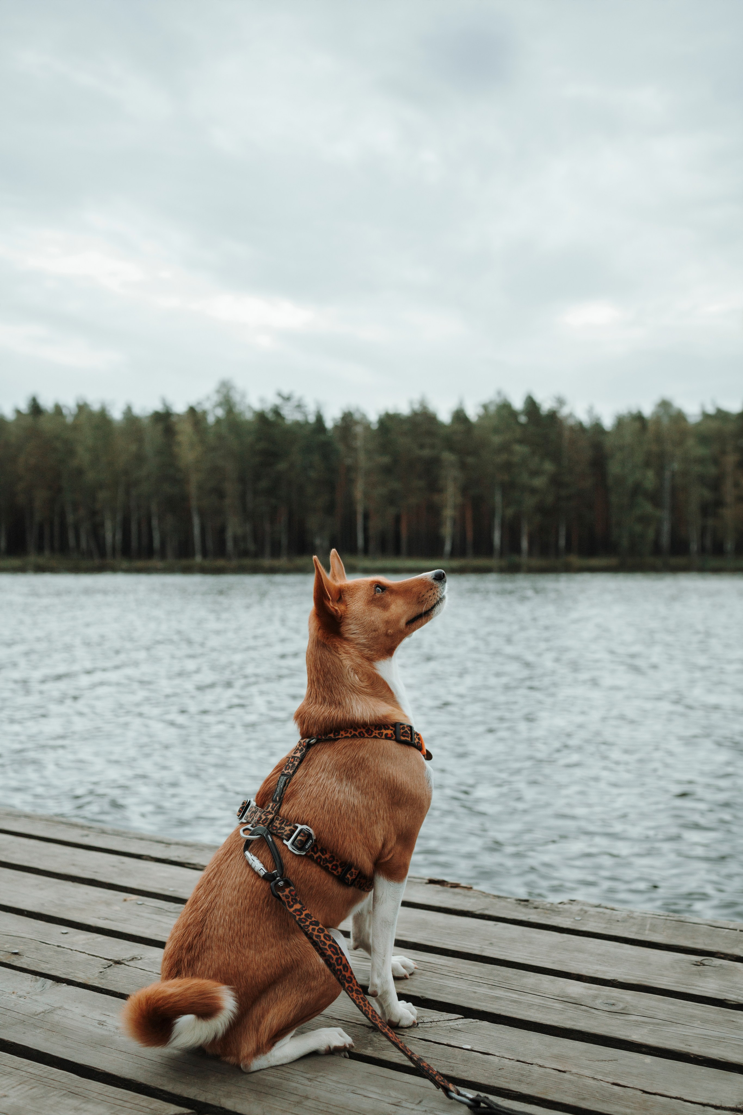 Даша и Лора. Фотограф-анималист в Санкт-Петеребурге Титова Алиса