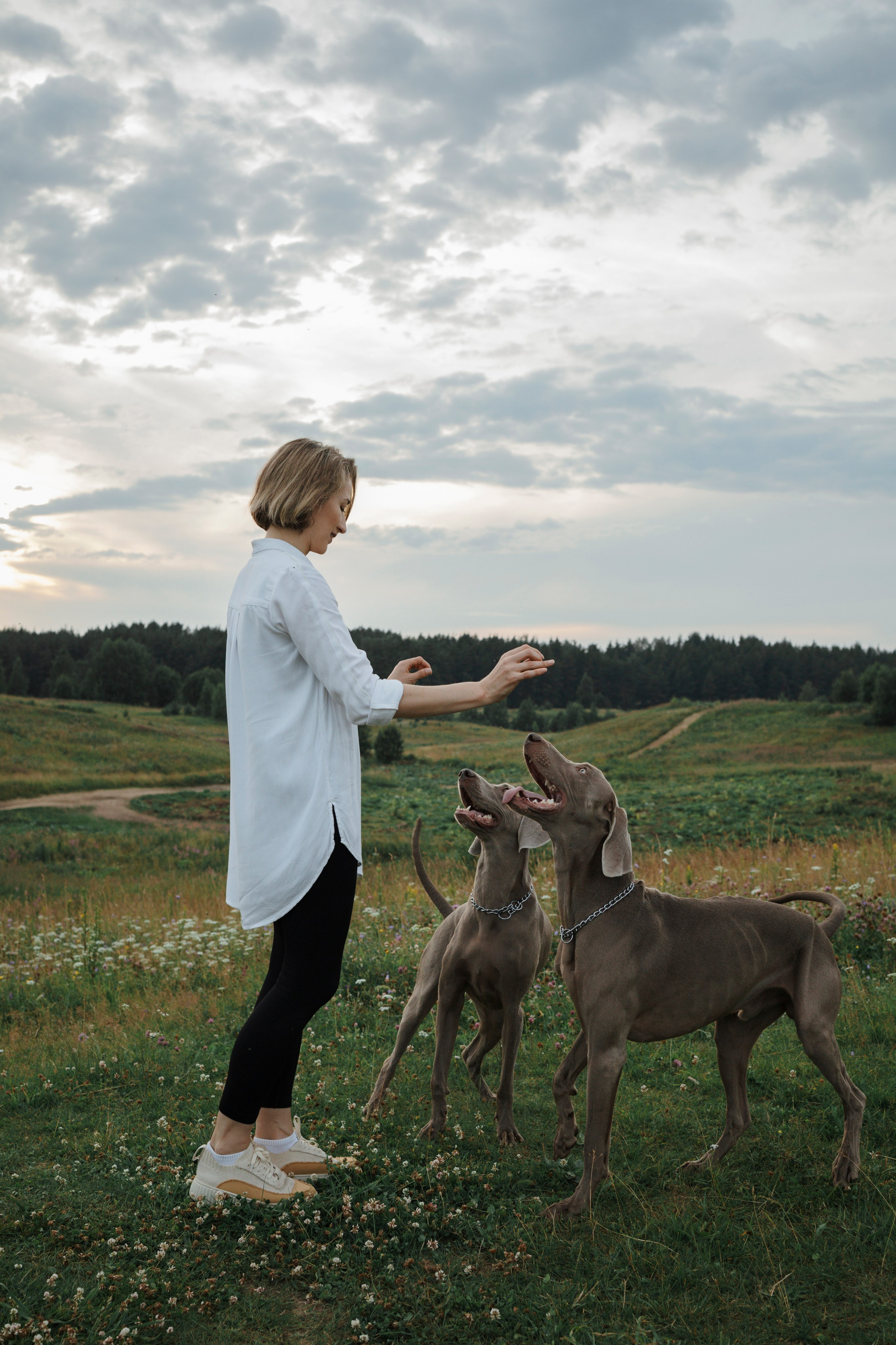 Маргарита и веймаранеры. Фотограф-анималист в Санкт-Петеребурге Титова Алиса