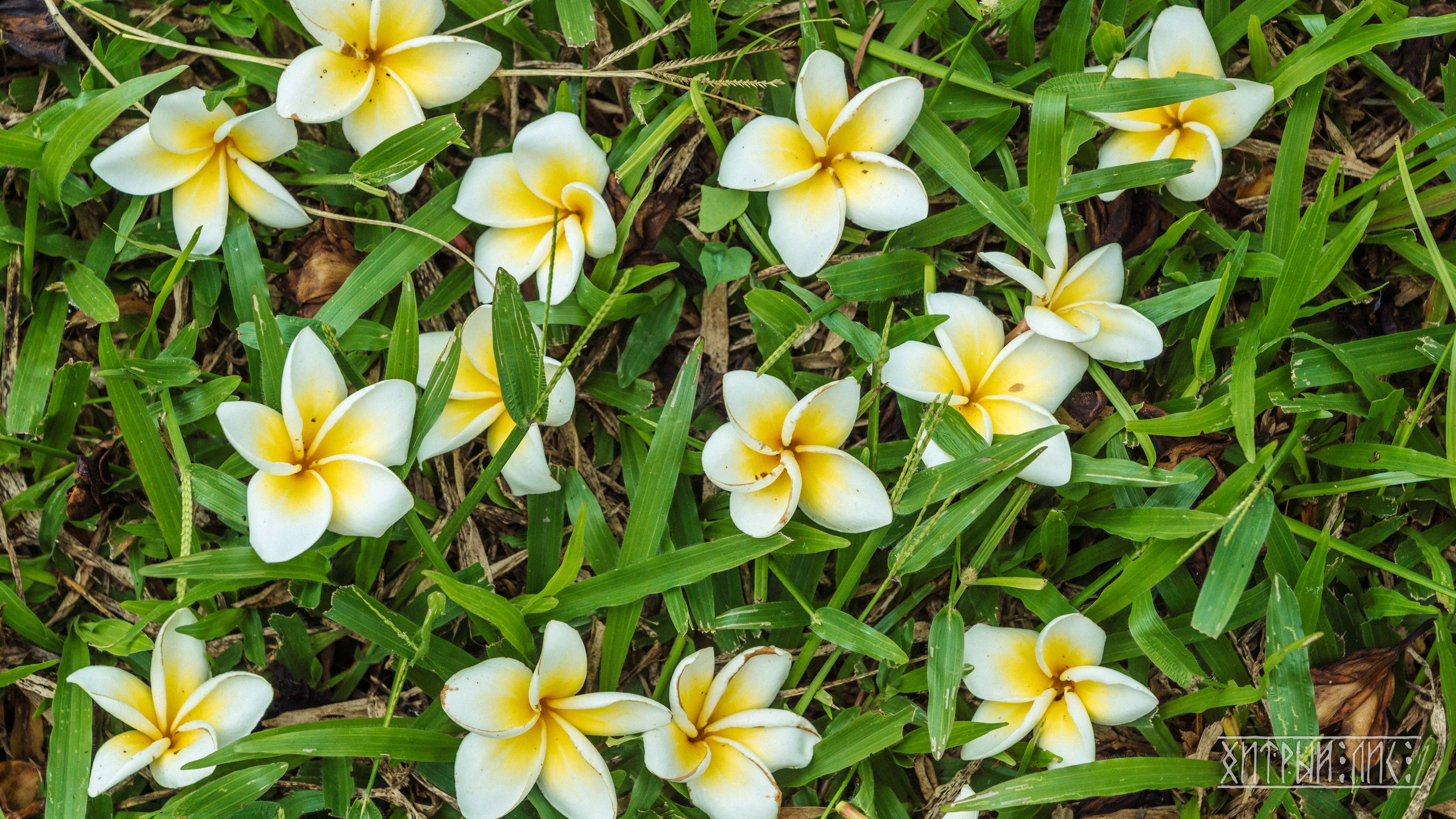 Вьетнам. Фотограф-путешественник Самойлов Максим «Sly Fox»