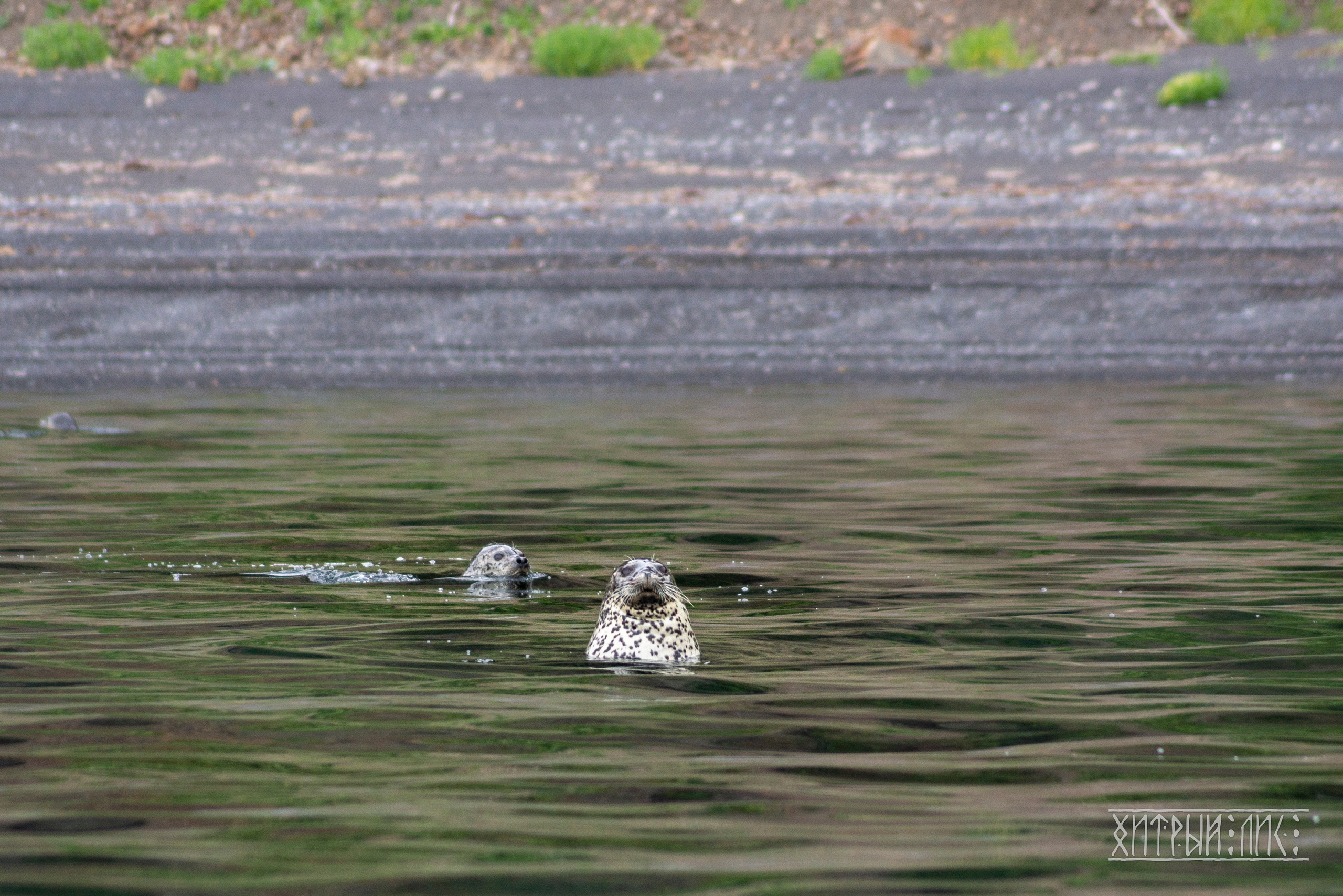 Сахалин. Фотограф-путешественник Самойлов Максим «Sly Fox»