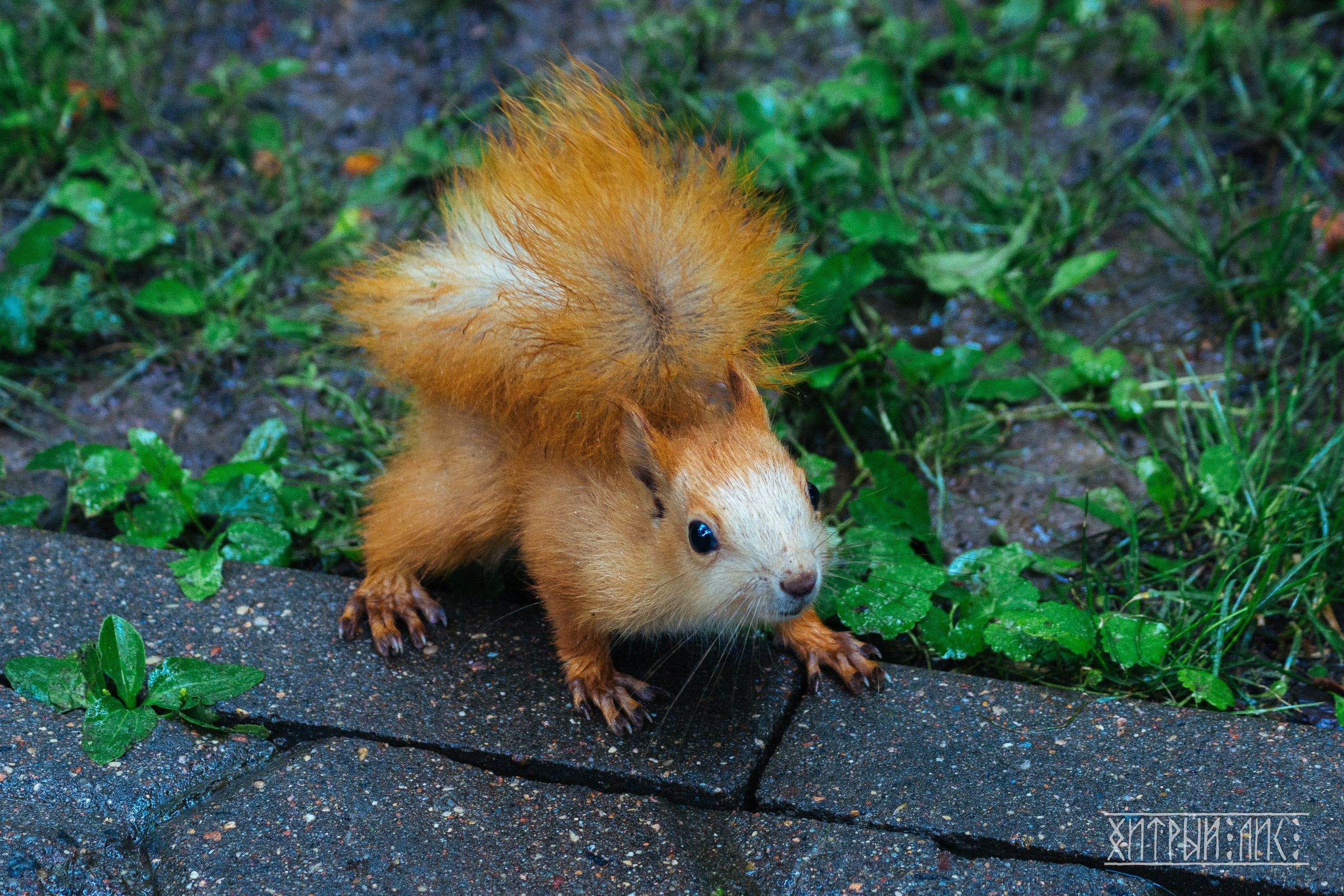 Беларусь. Фотограф-путешественник Самойлов Максим «Sly Fox»