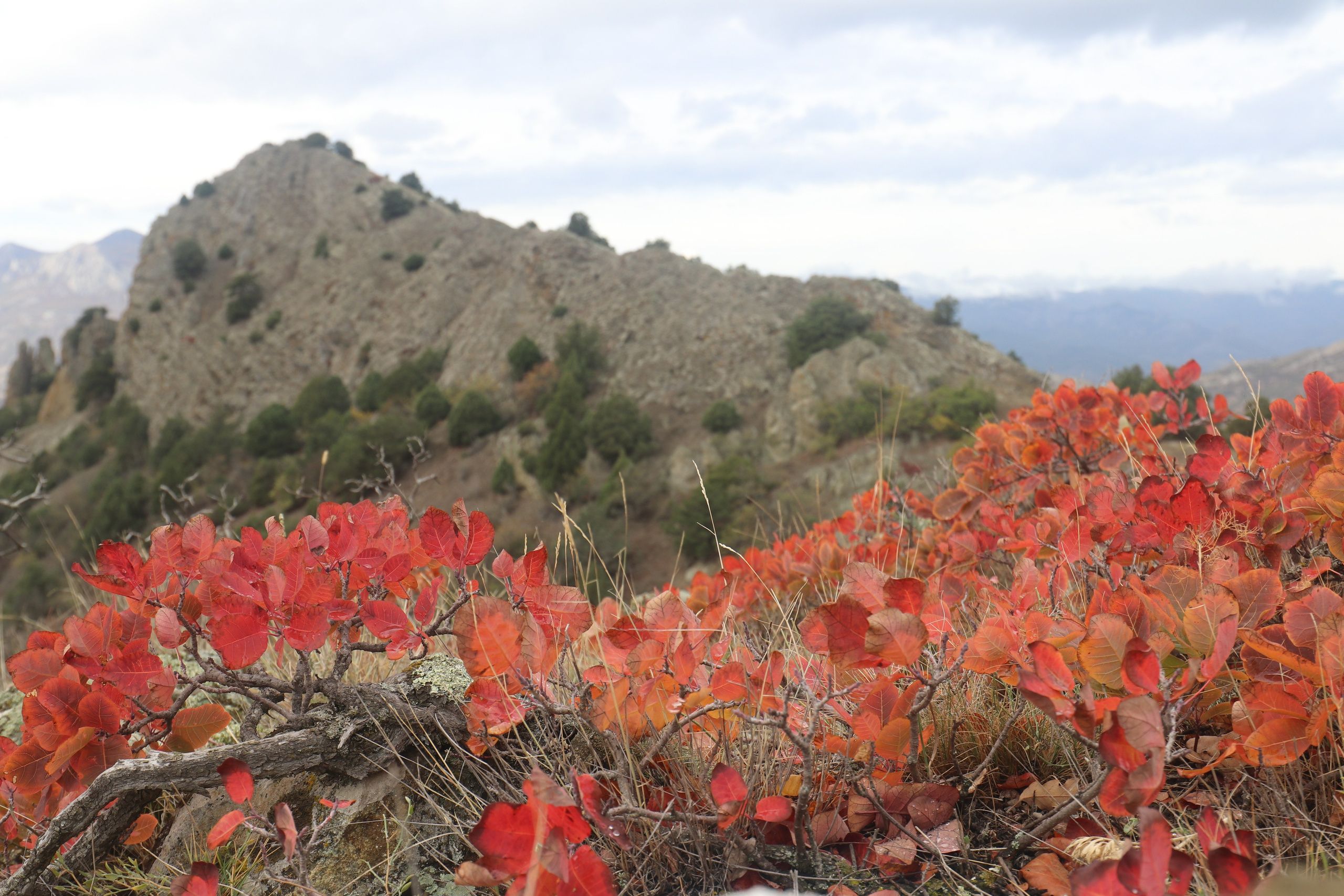 Крым. ЮБК (Судак, Карадаг). Ноябрь 2020. Путешественник-фотограф из Санкт-Петербурга Татьяна Свистулина