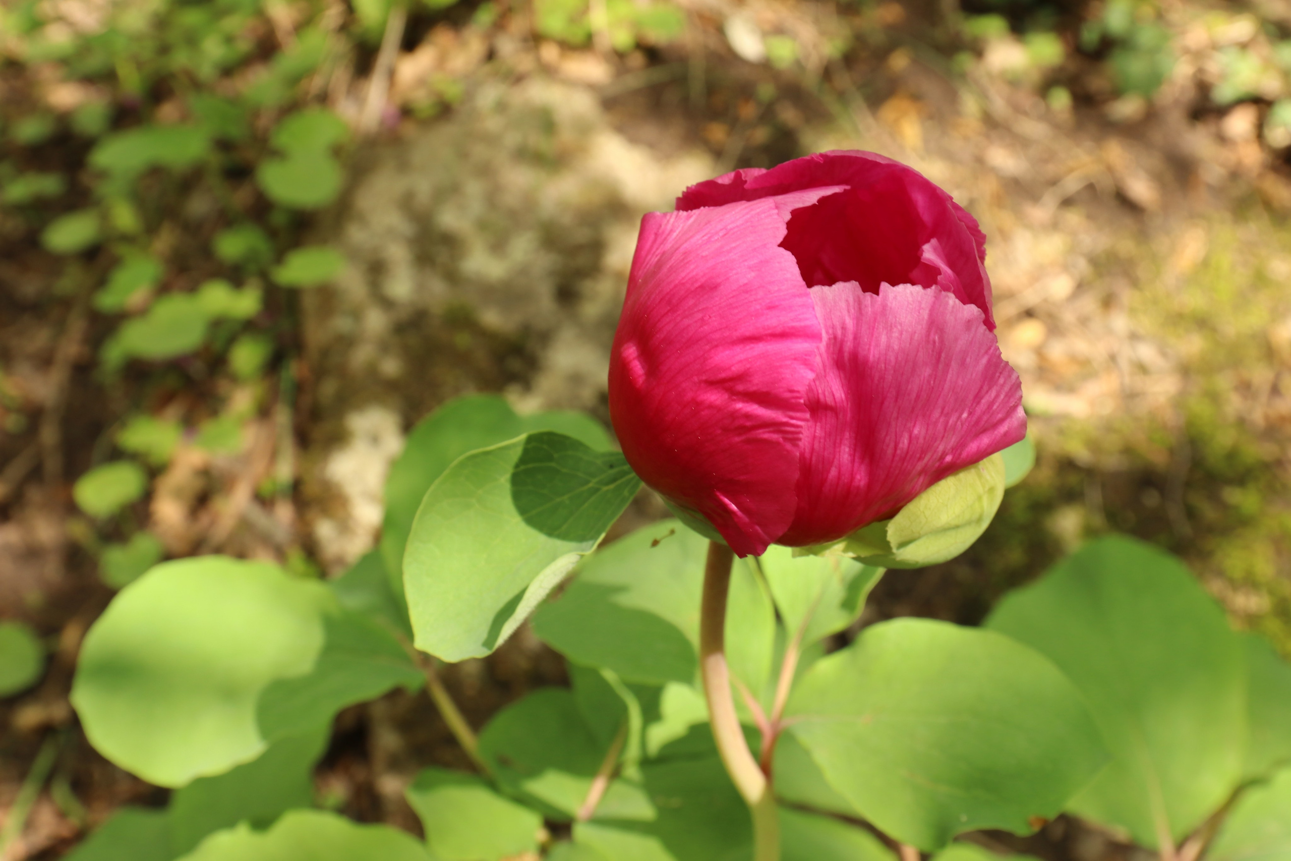 Крым. ЮБК (Севастополь, Кастрополь, Ялта). Май 2023. Путешественник-фотограф из Санкт-Петербурга Татьяна Свистулина