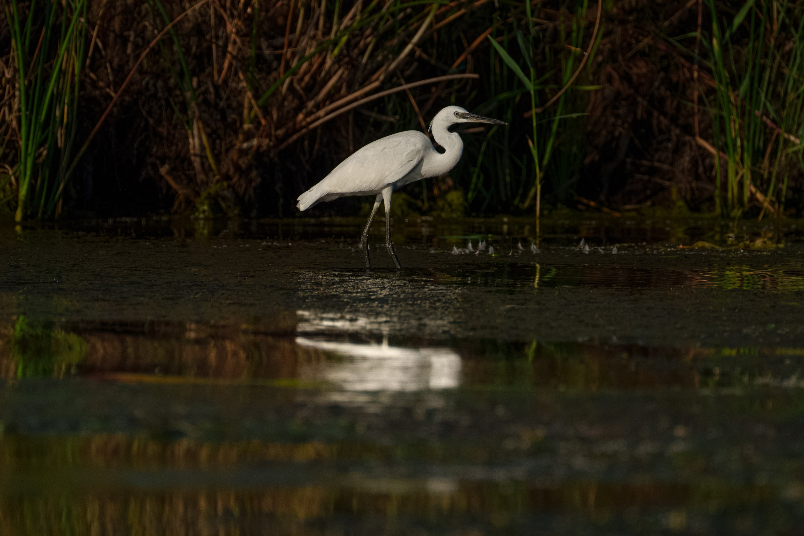 Золотые лотосы. Июль