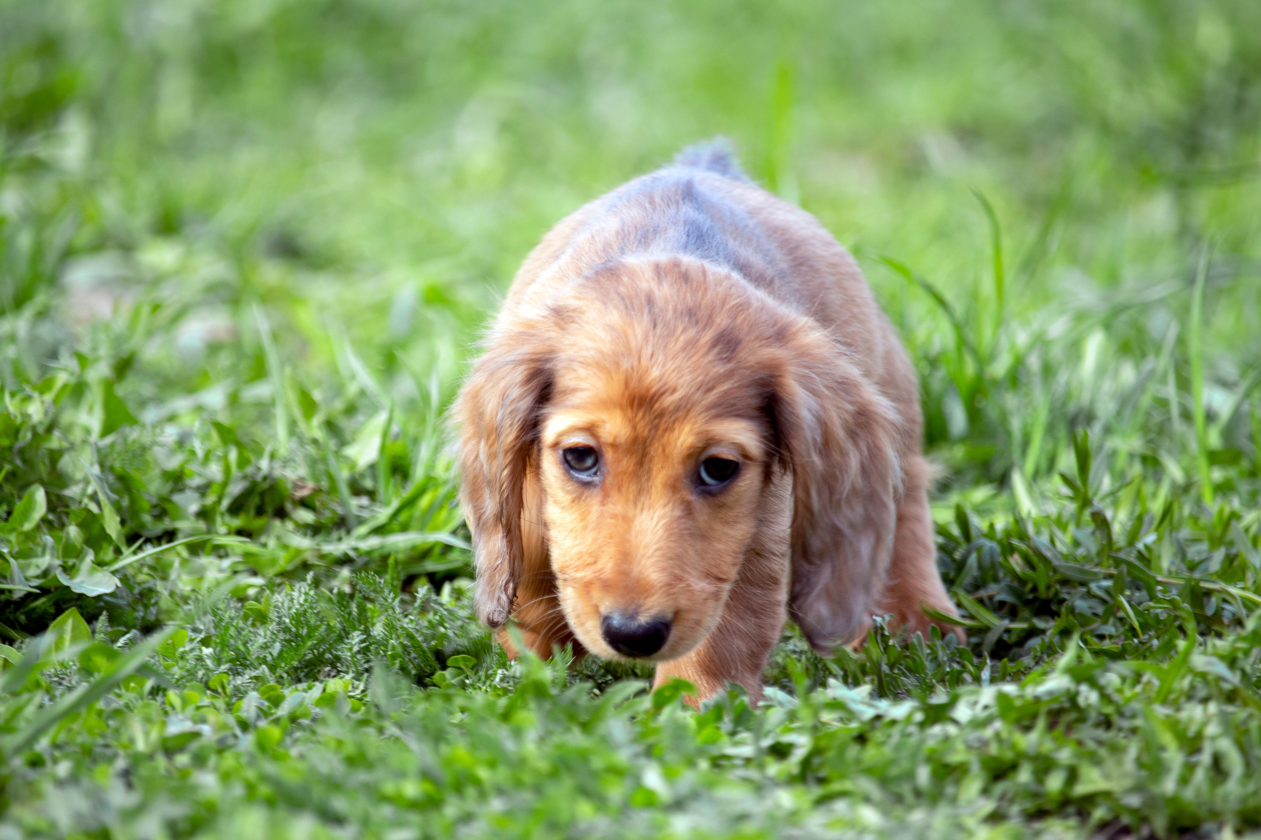 Собаки. Фотограф в Вязьме