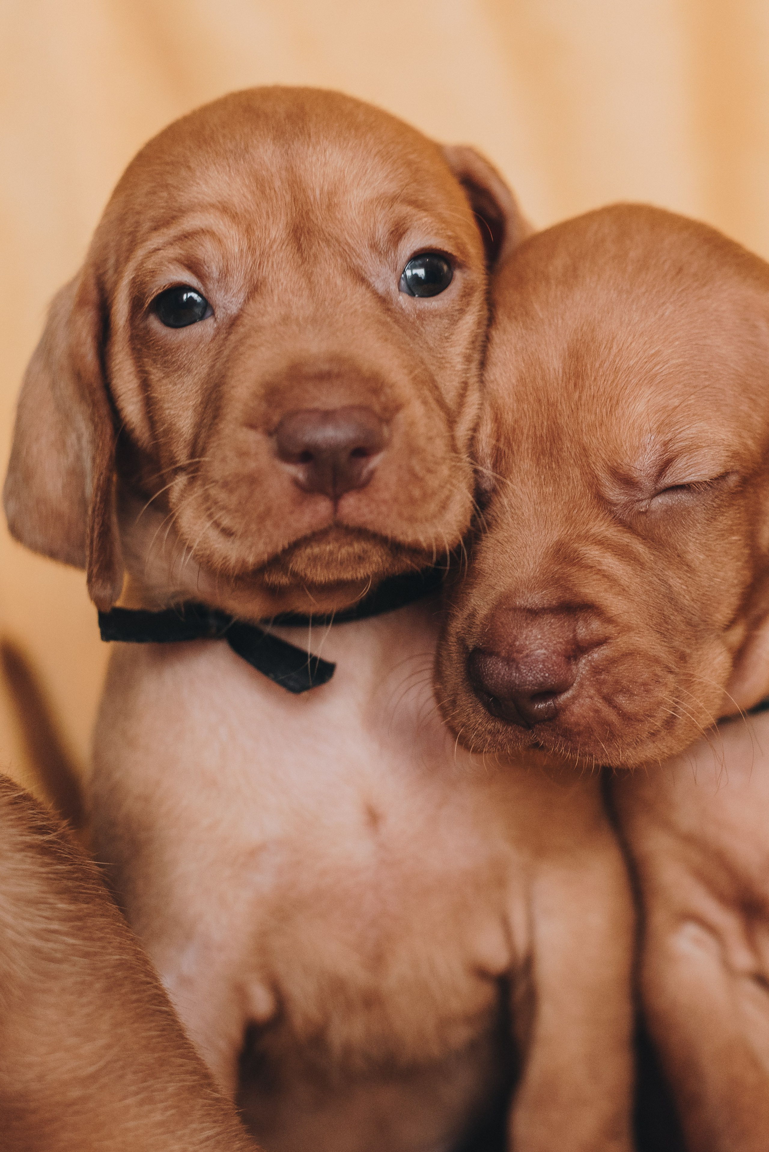 Hungarian Vizsla. Natalia Finch Photography — Family, Kids & Pet Photographer in Chicago, IL