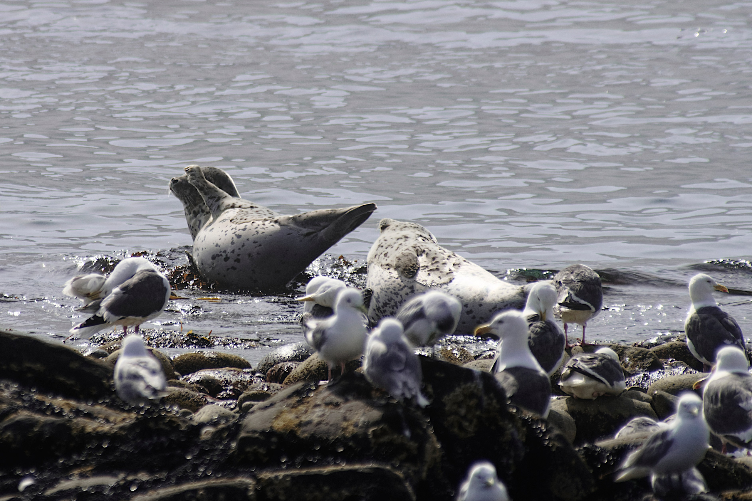 Камчатка. Фототрип. Тур?. Семоха Валерий. Фотограф