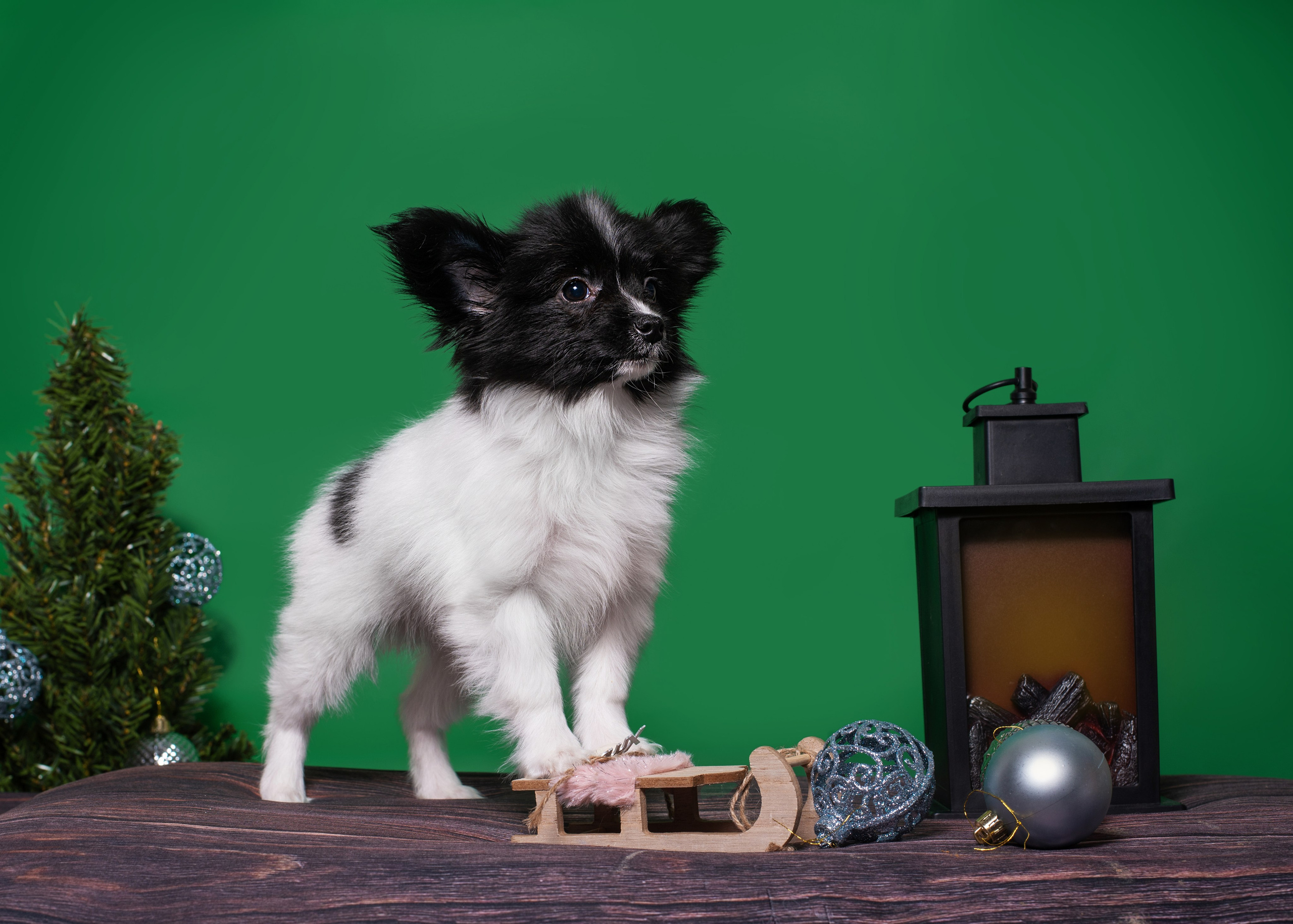 Папильончики. Дог-фотограф в Тюмени Александра Королева