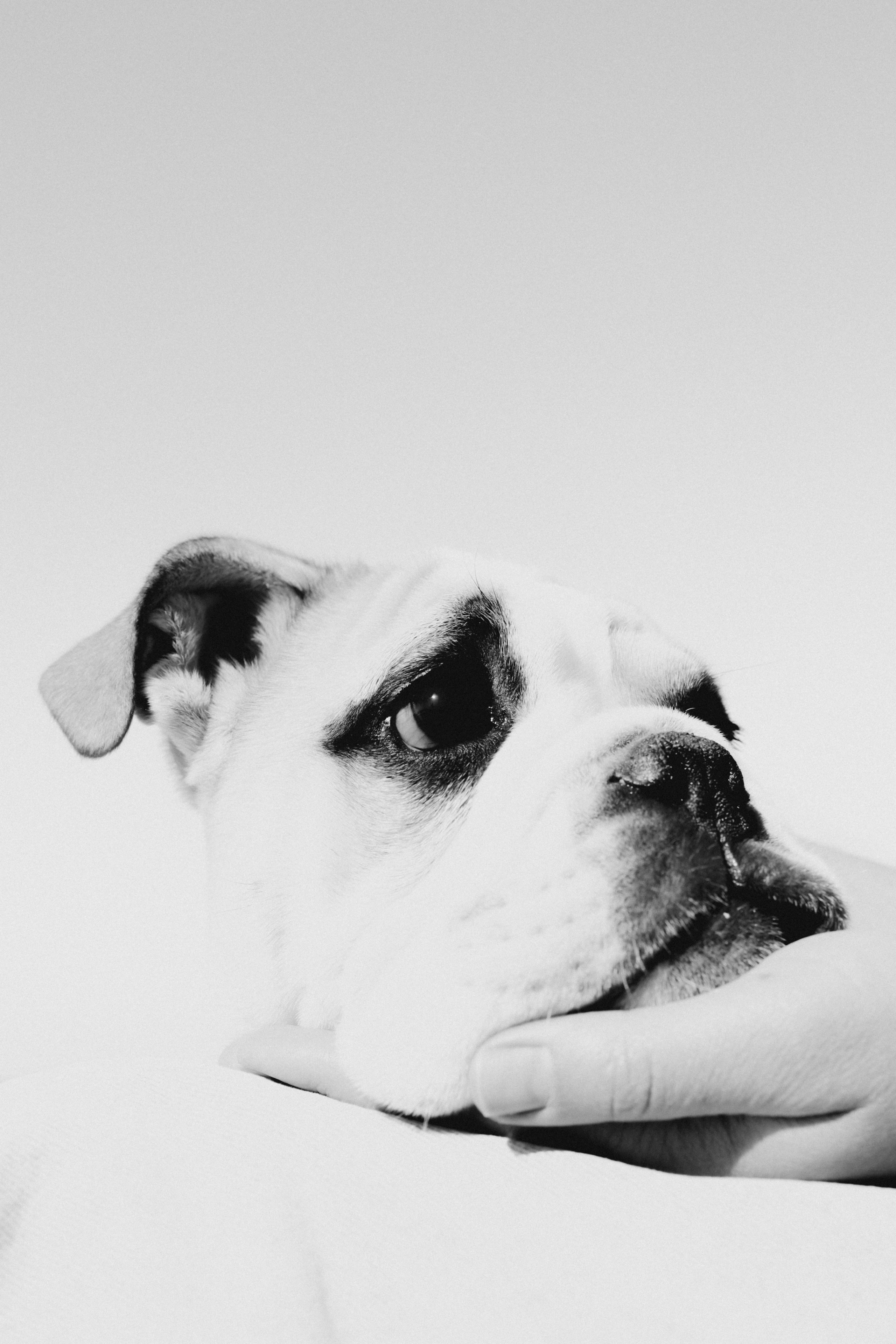 Новый член семьи. Withlovent | Фотограф в Севастополе