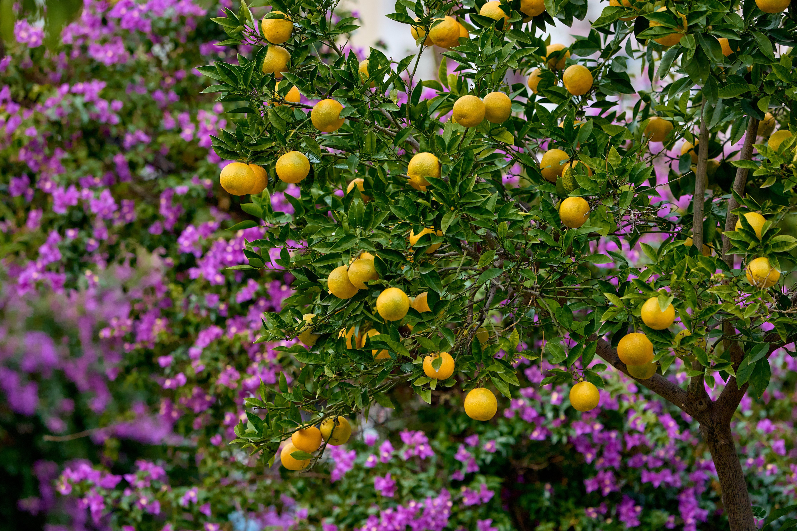 Кушадасы. Фото департамент круизного лайнера Астория Гранде