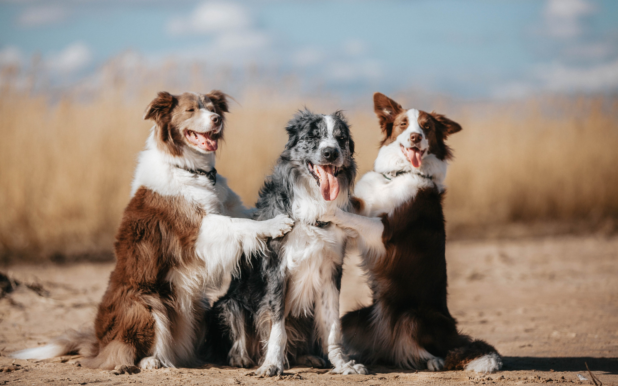 Бордюха, Лора, Берта, Мета. Главная