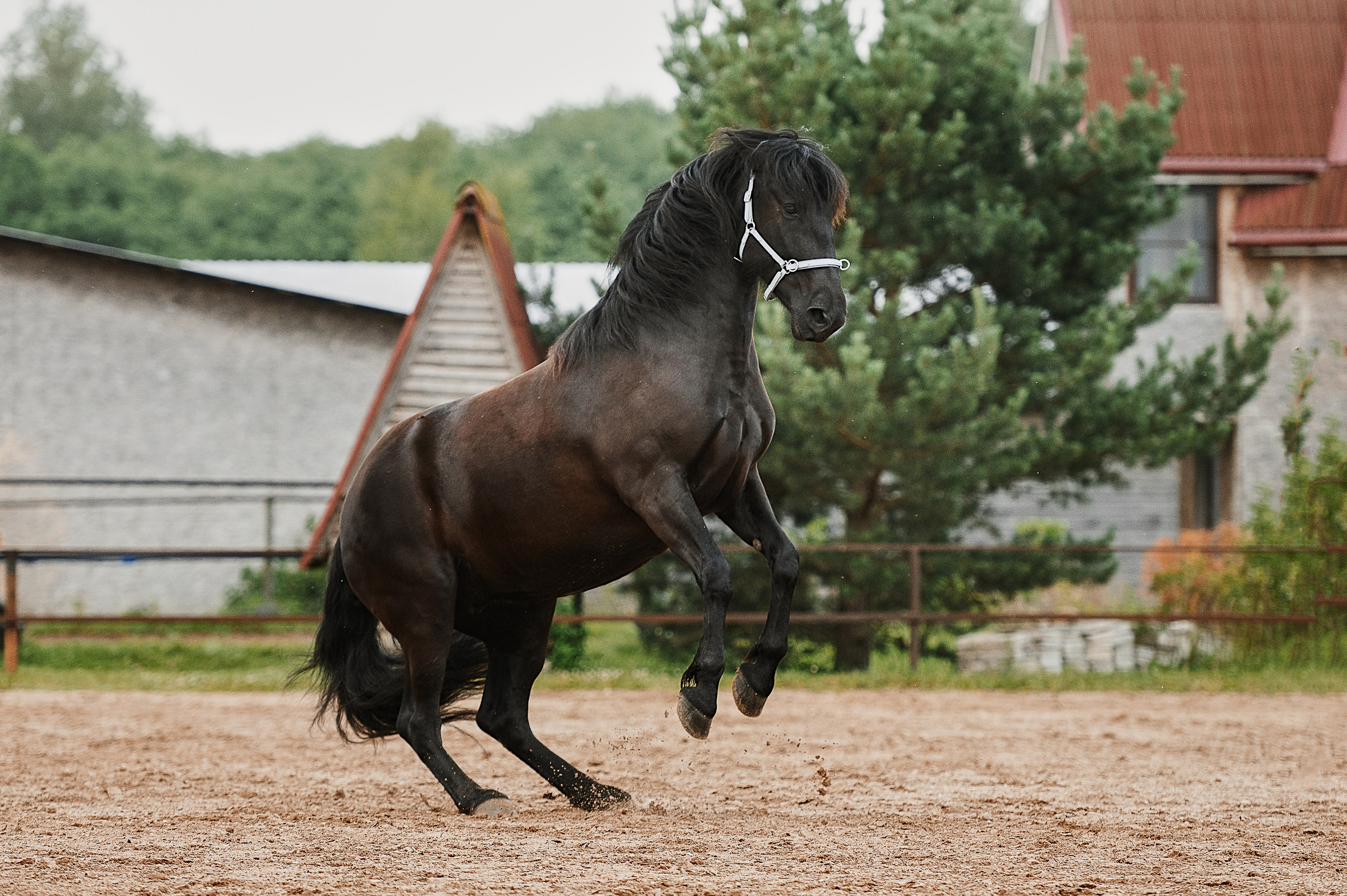 Мара. Фотограф-анималист