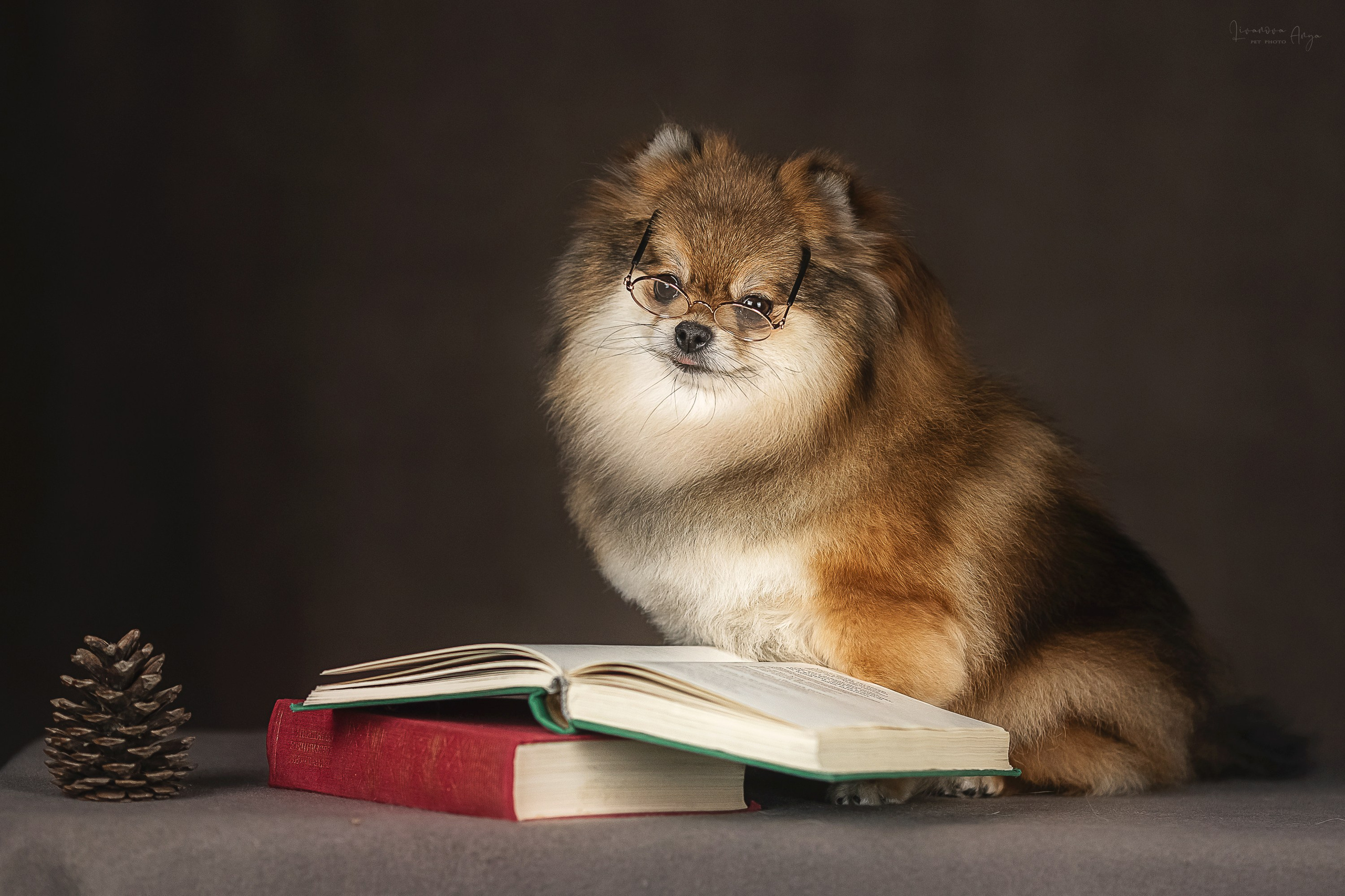 Фотодень_2 2025. Фотограф анималист Аня Ливанова | Рыбинск