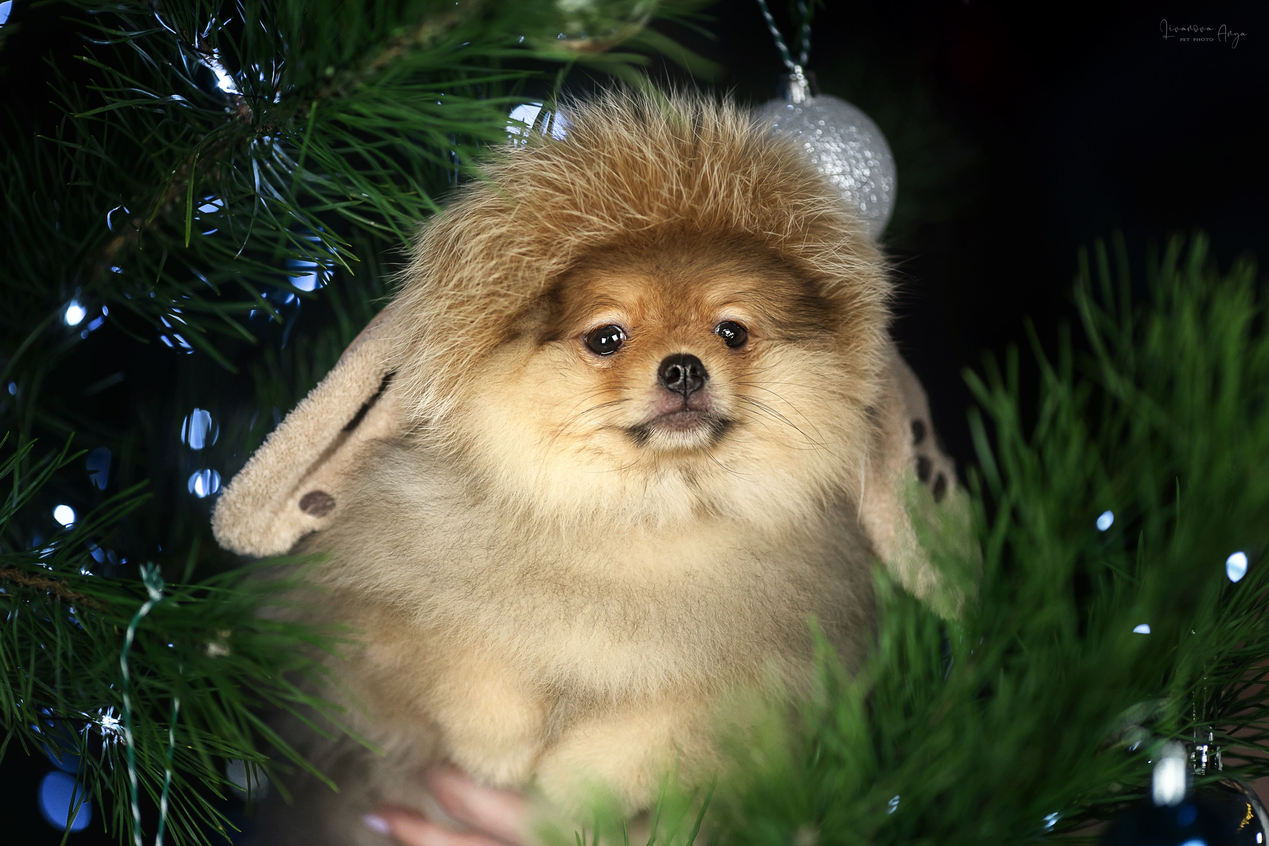 Фотодень_1 2025. Фотограф анималист Аня Ливанова | Рыбинск