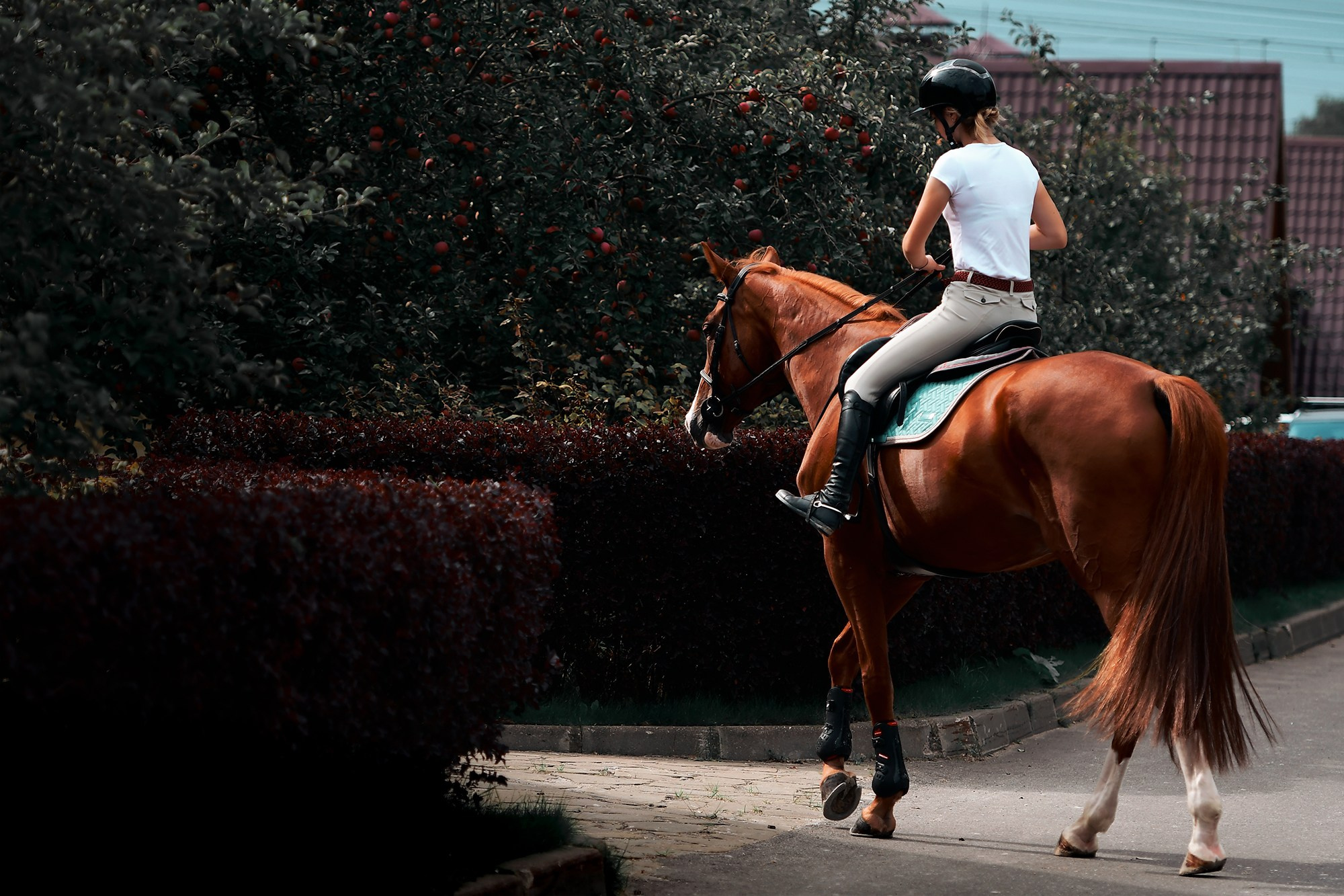 Тренировки. Конный фотограф Alesya Safe