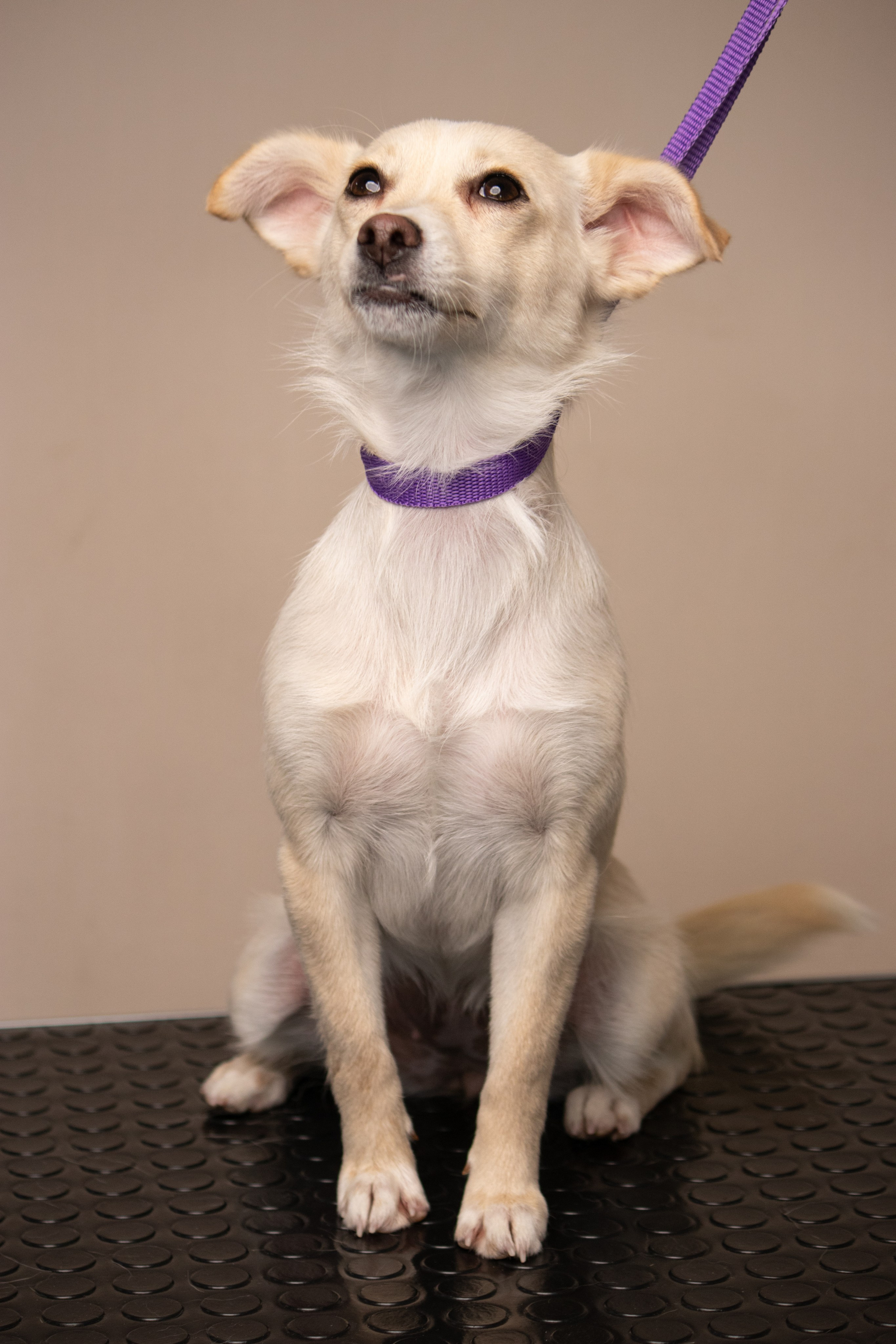 MOS`KA groom | Стрижки кошек и собак | НН. Фотограф в Нижнем Новгороде Екатерина Хисматулина