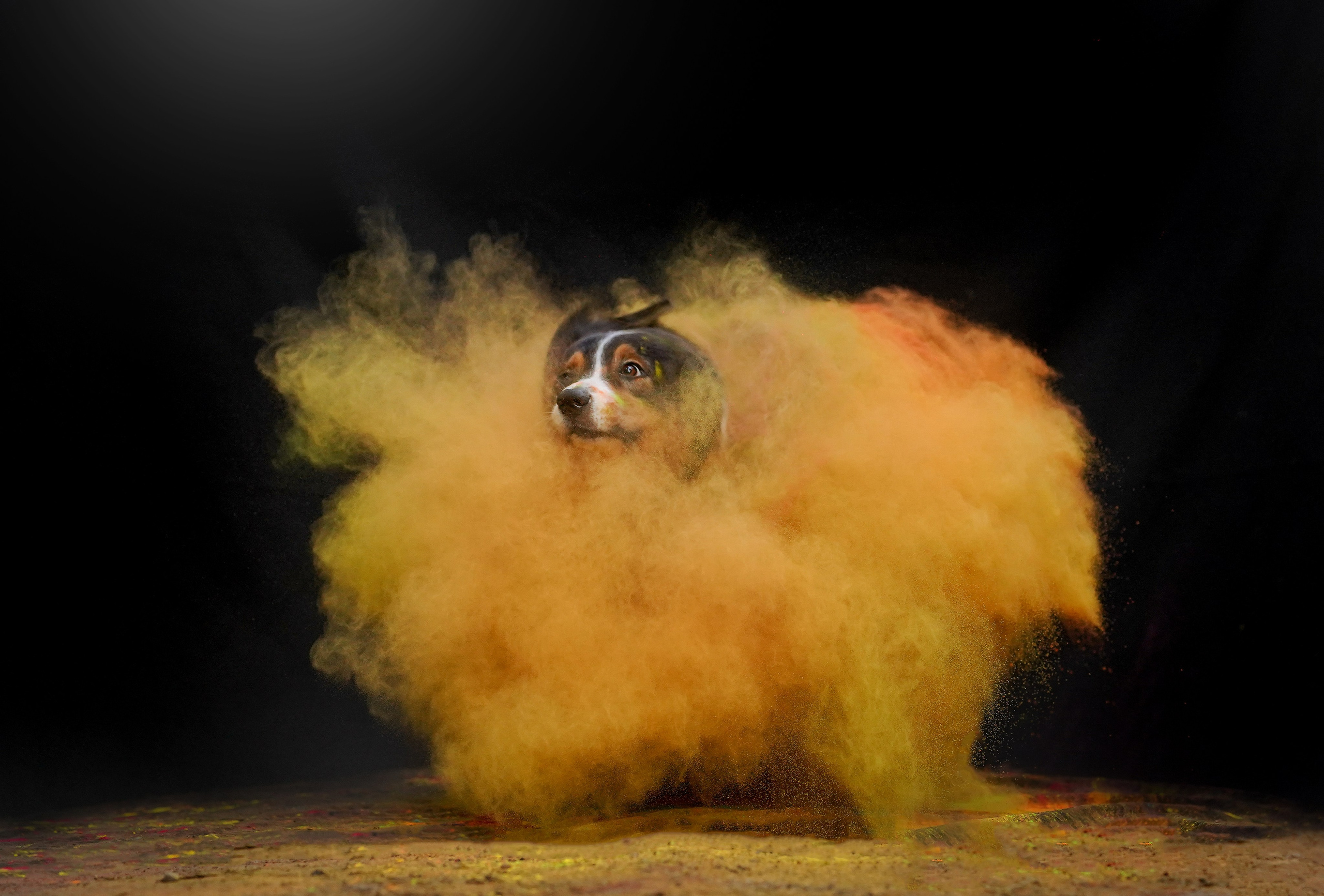 Съемка с красками холли. Фотограф-анималист в Санкт-Петербурге Яна Мартынова