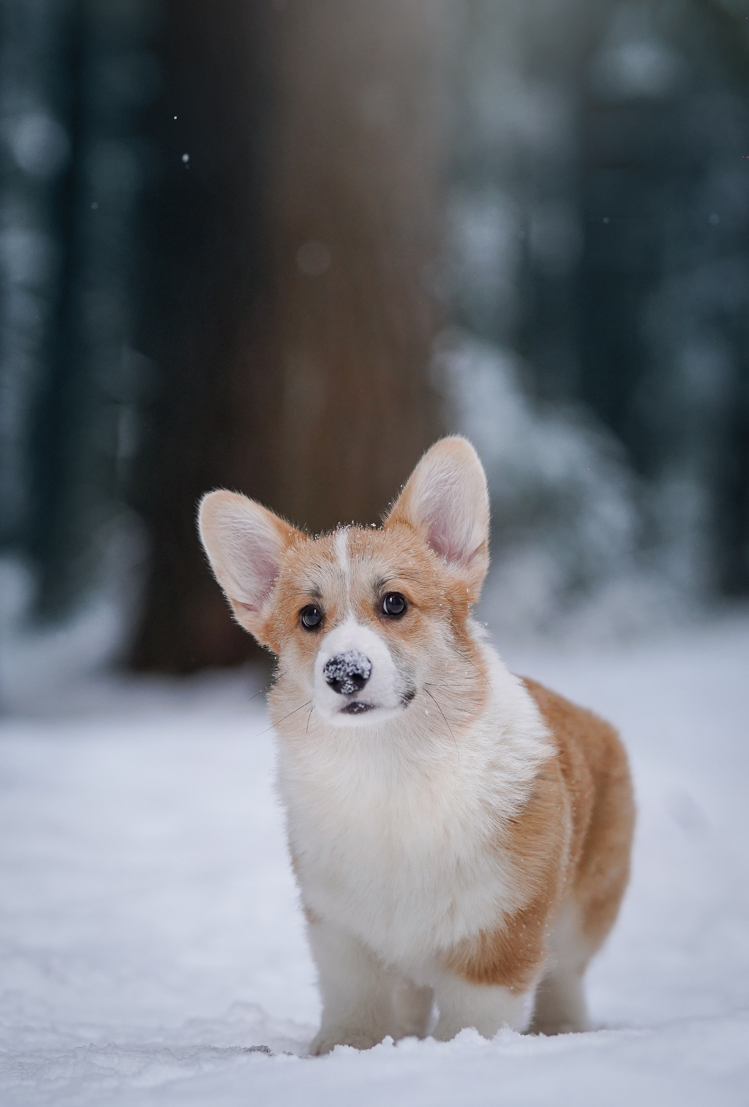 Катя Рокки и Честер. Фотограф-анималист в Санкт-Петербурге Яна Мартынова