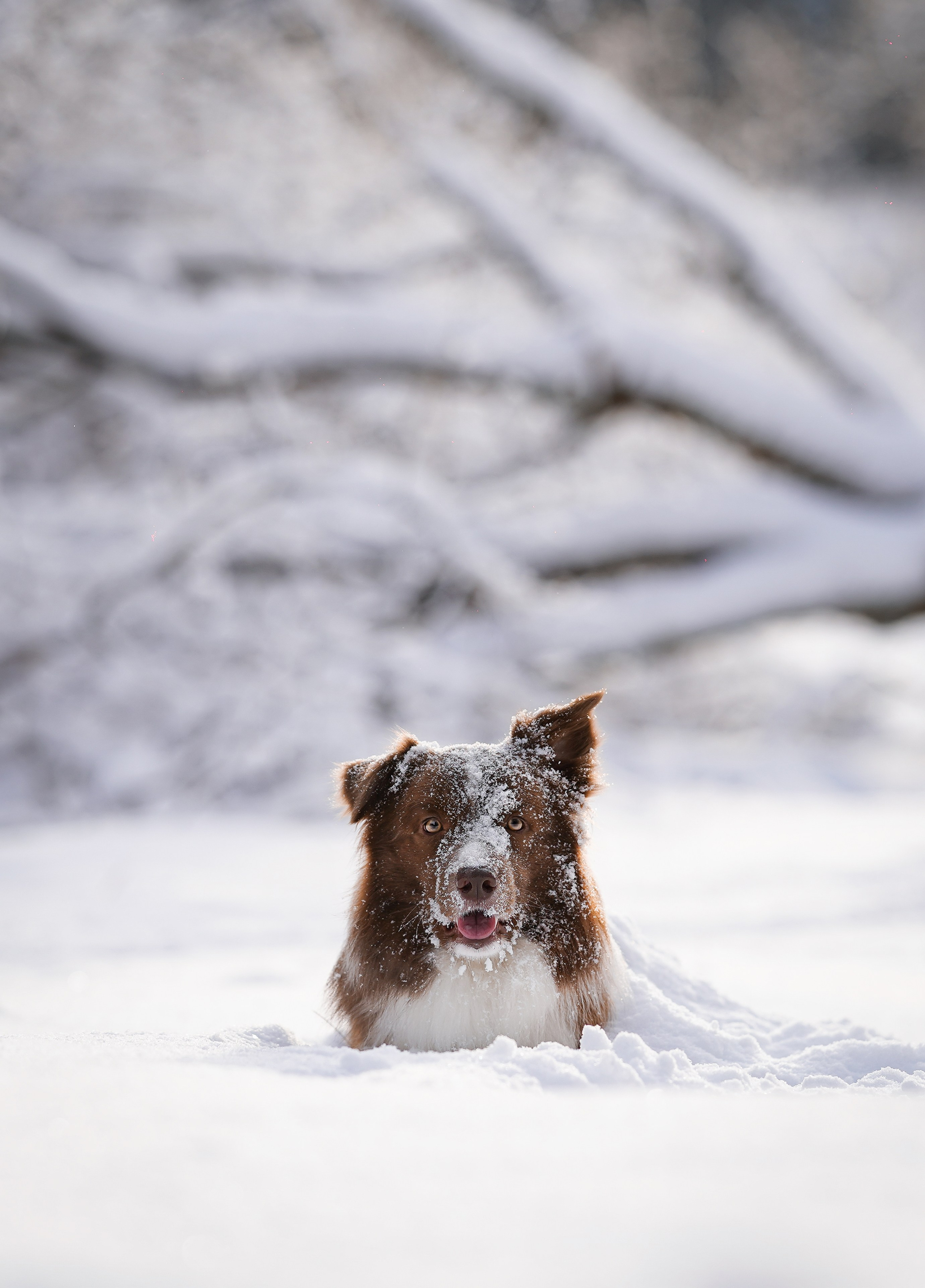 Катя и Ская. Фотограф-анималист в Санкт-Петербурге Яна Мартынова